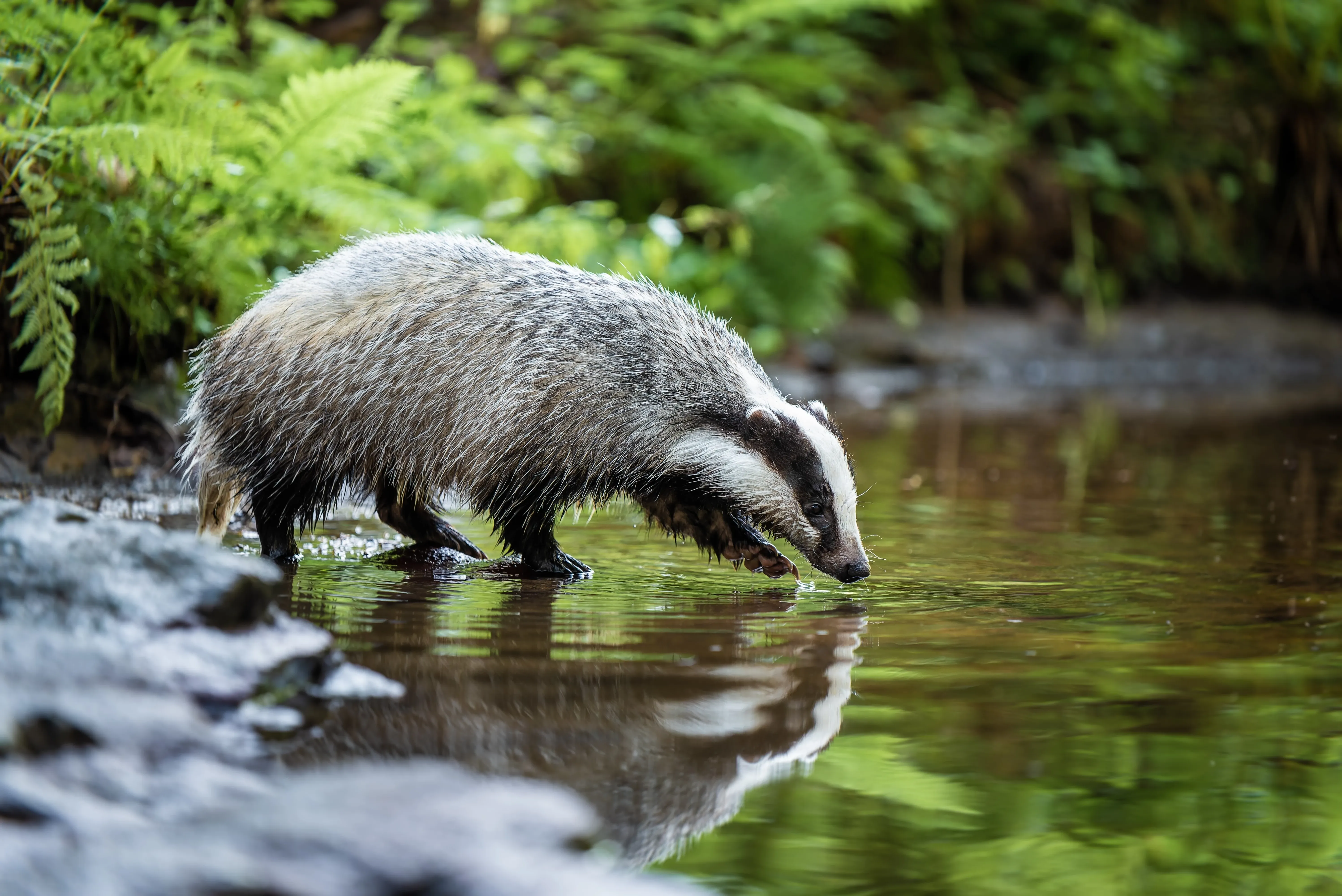 eurasian badger