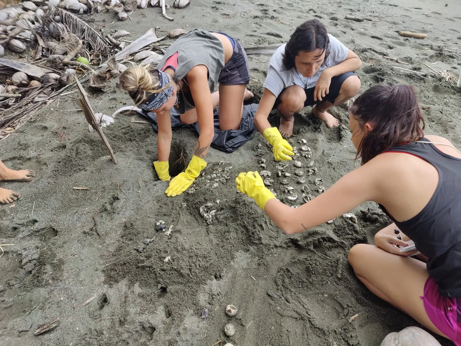 volunteers excavating turtle nest