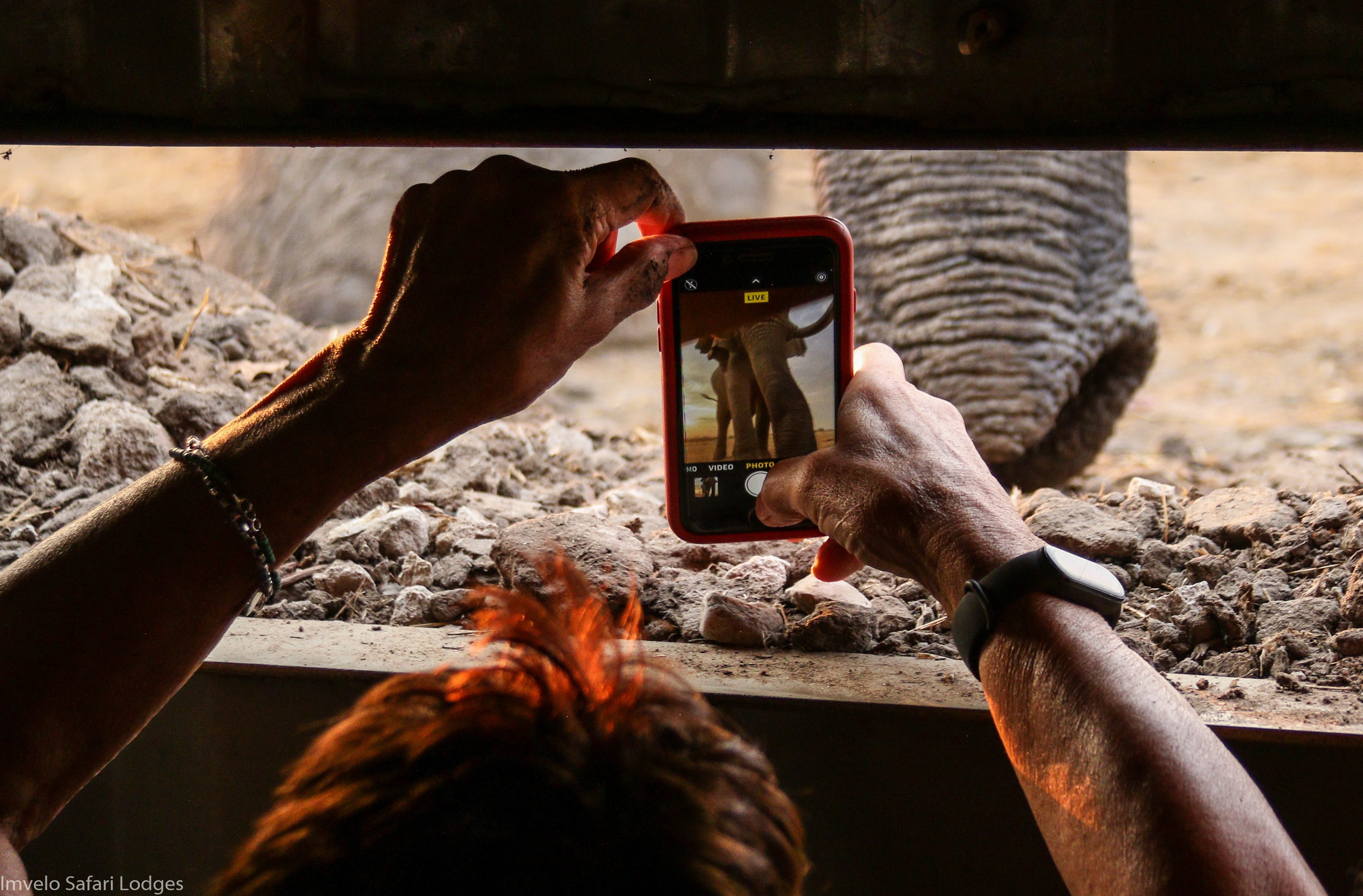 Elephant hide