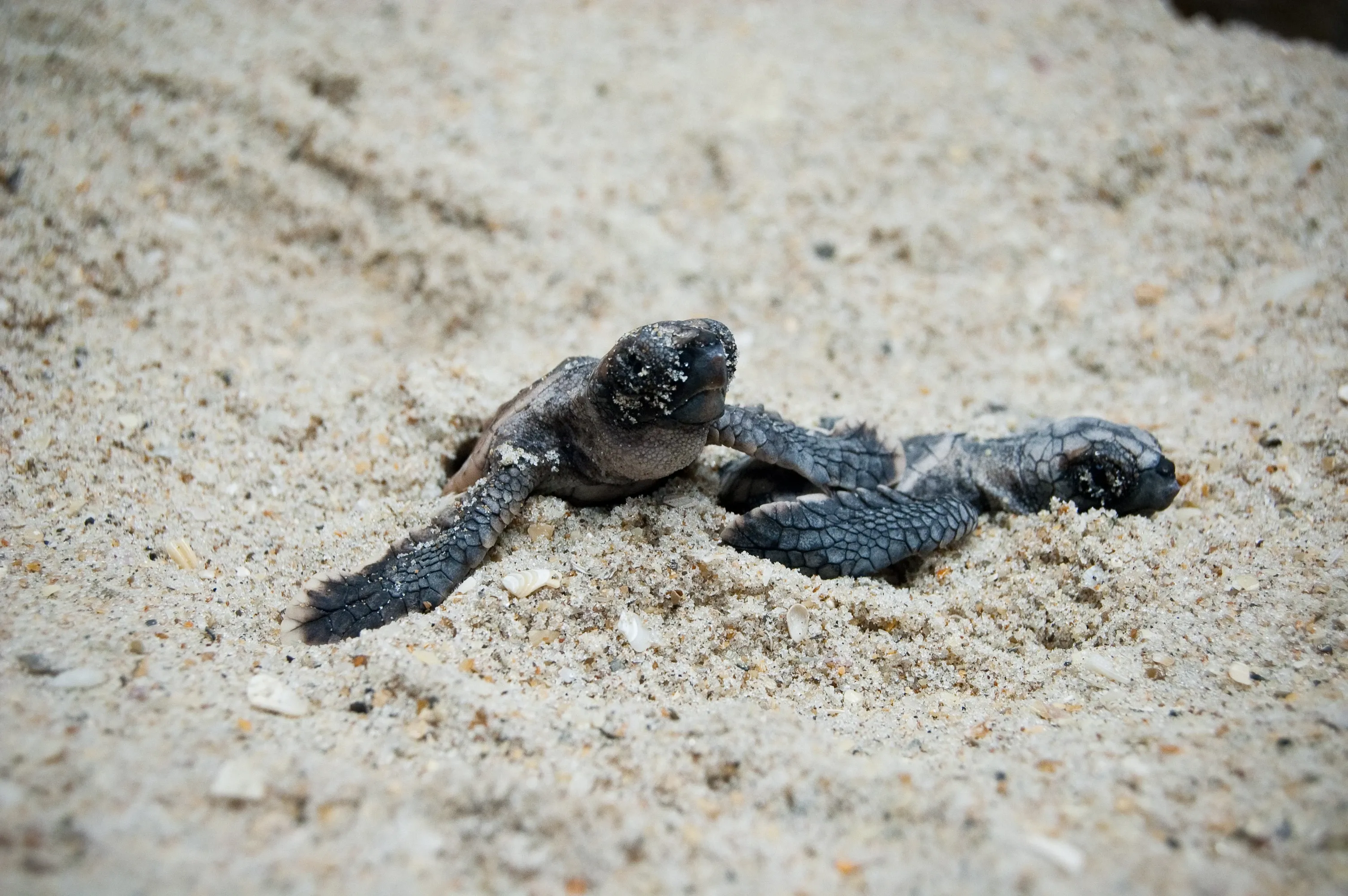 turtle digging out sand