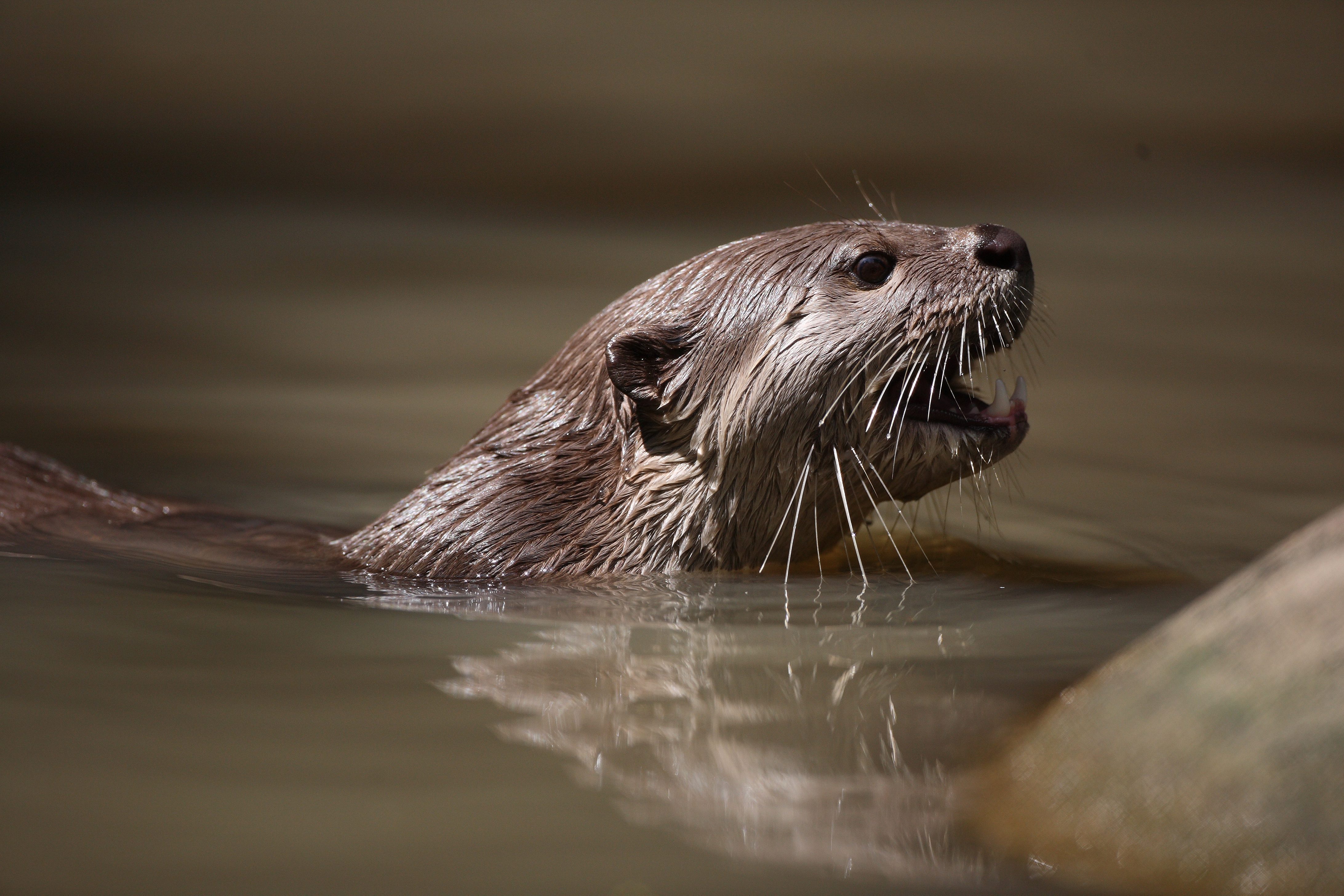 Glatthaariger Otter