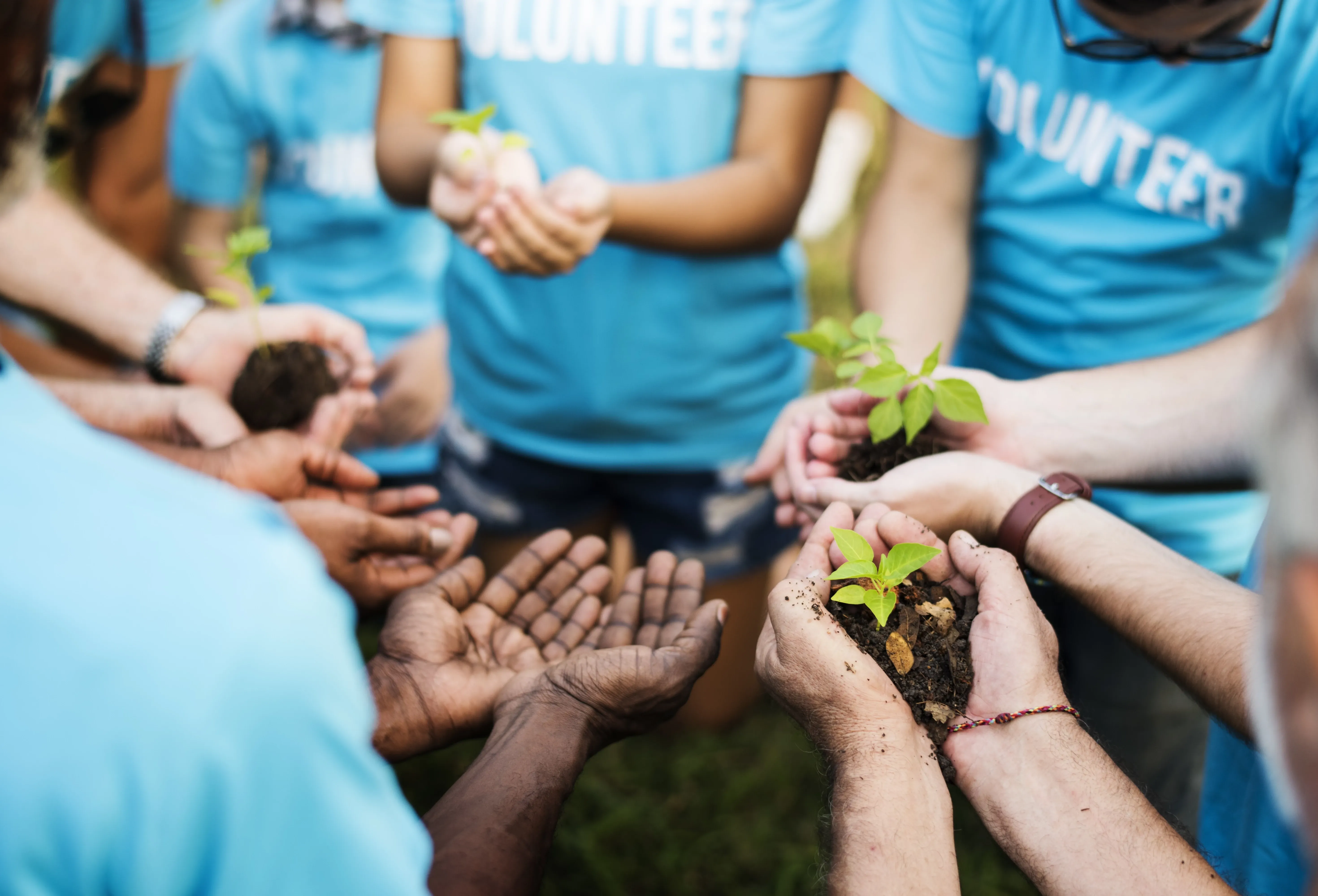 volunteers planting trees