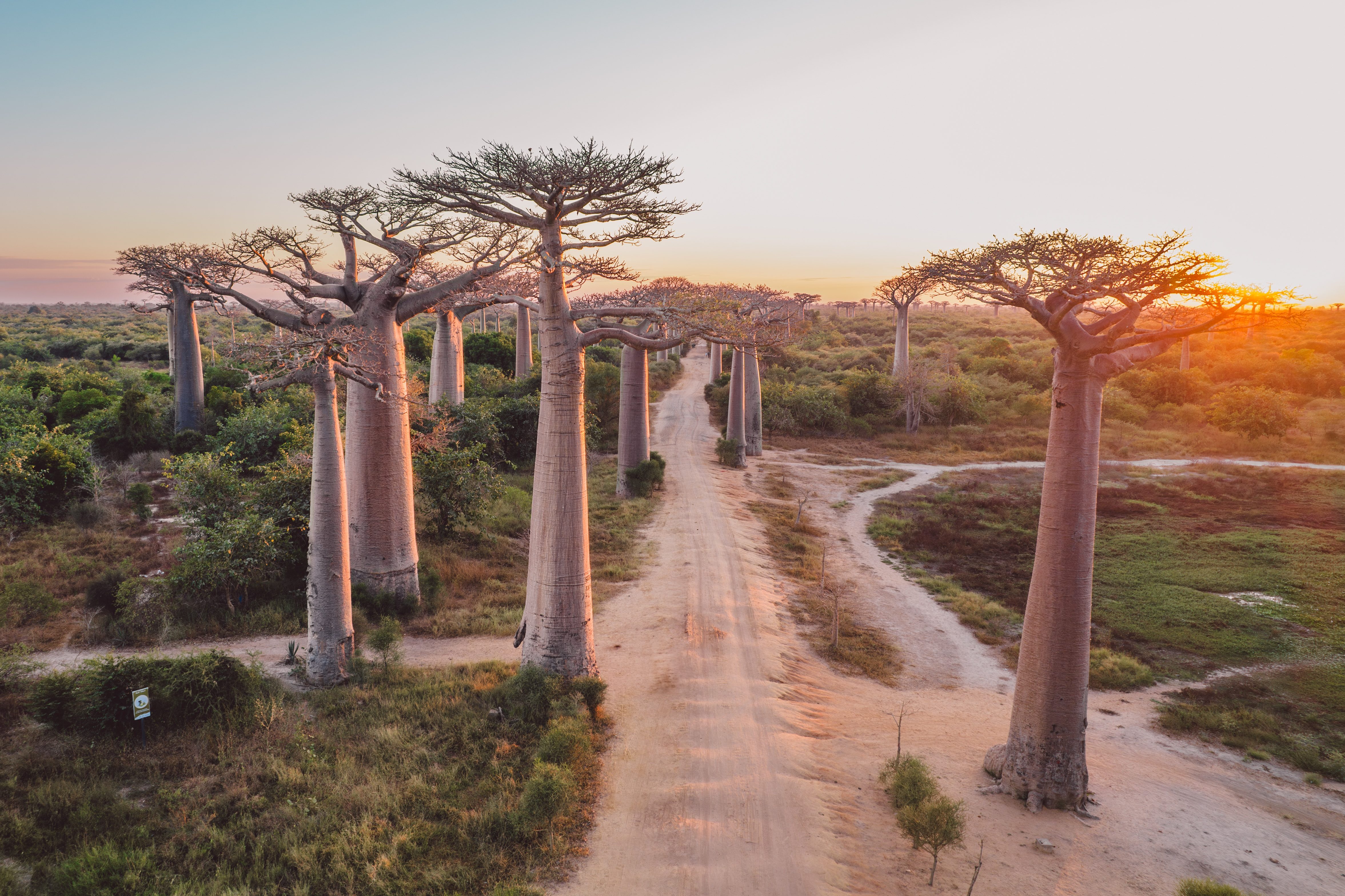 baobab alley