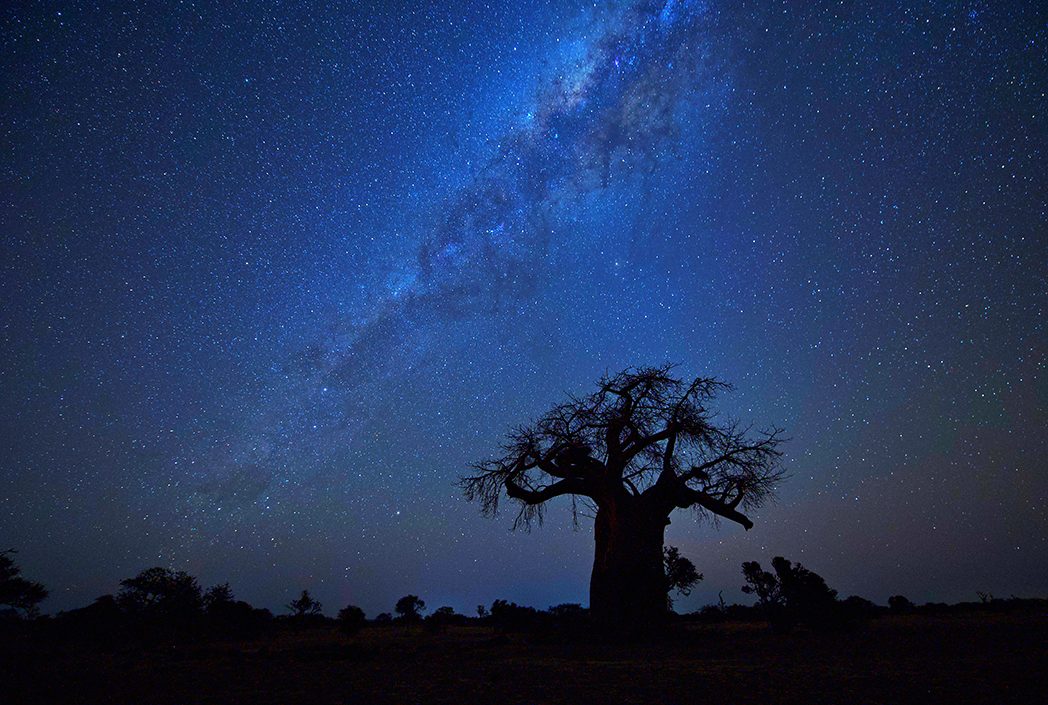 Baobab Baum in der Nacht