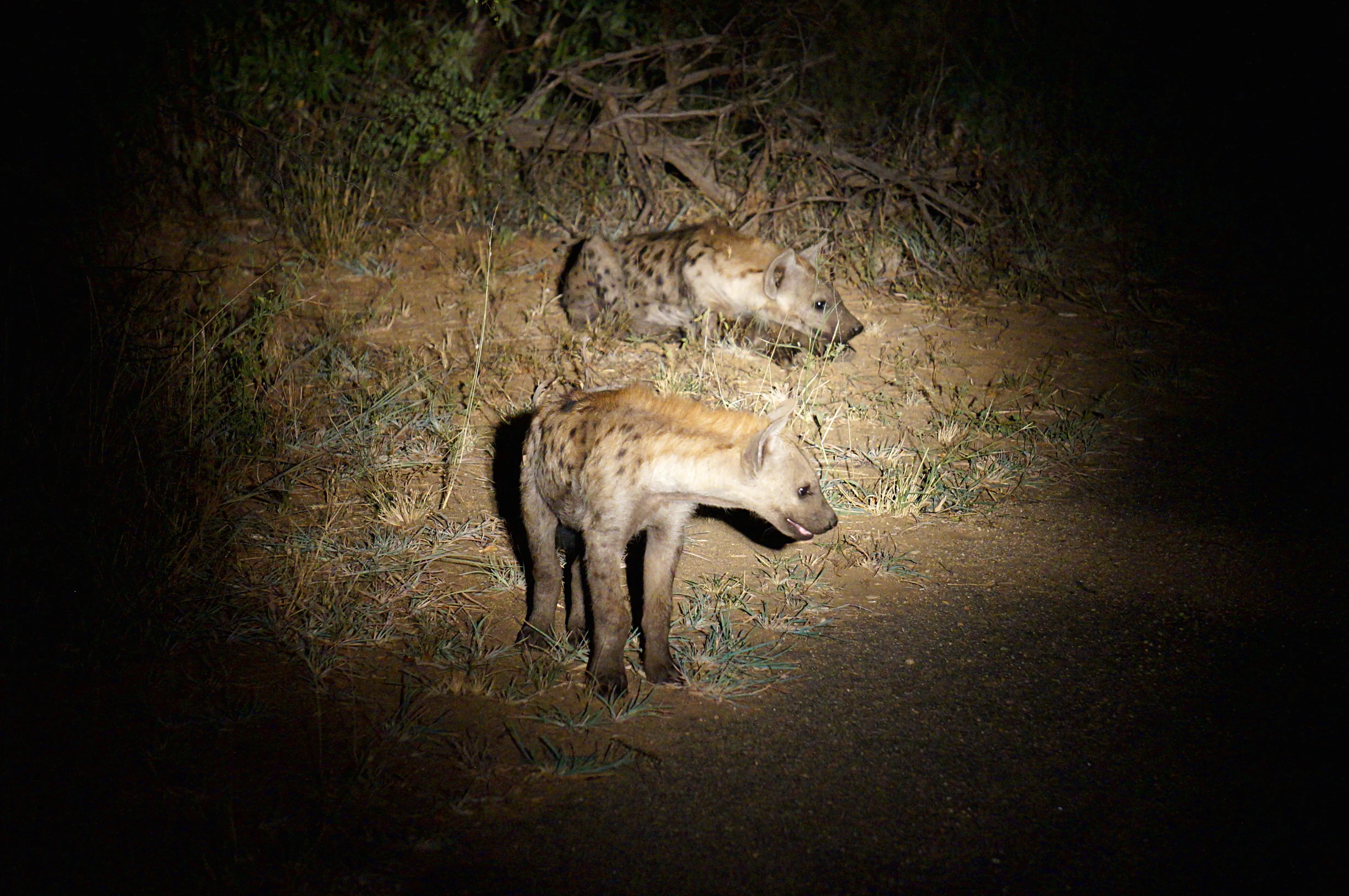 Hyena in night light