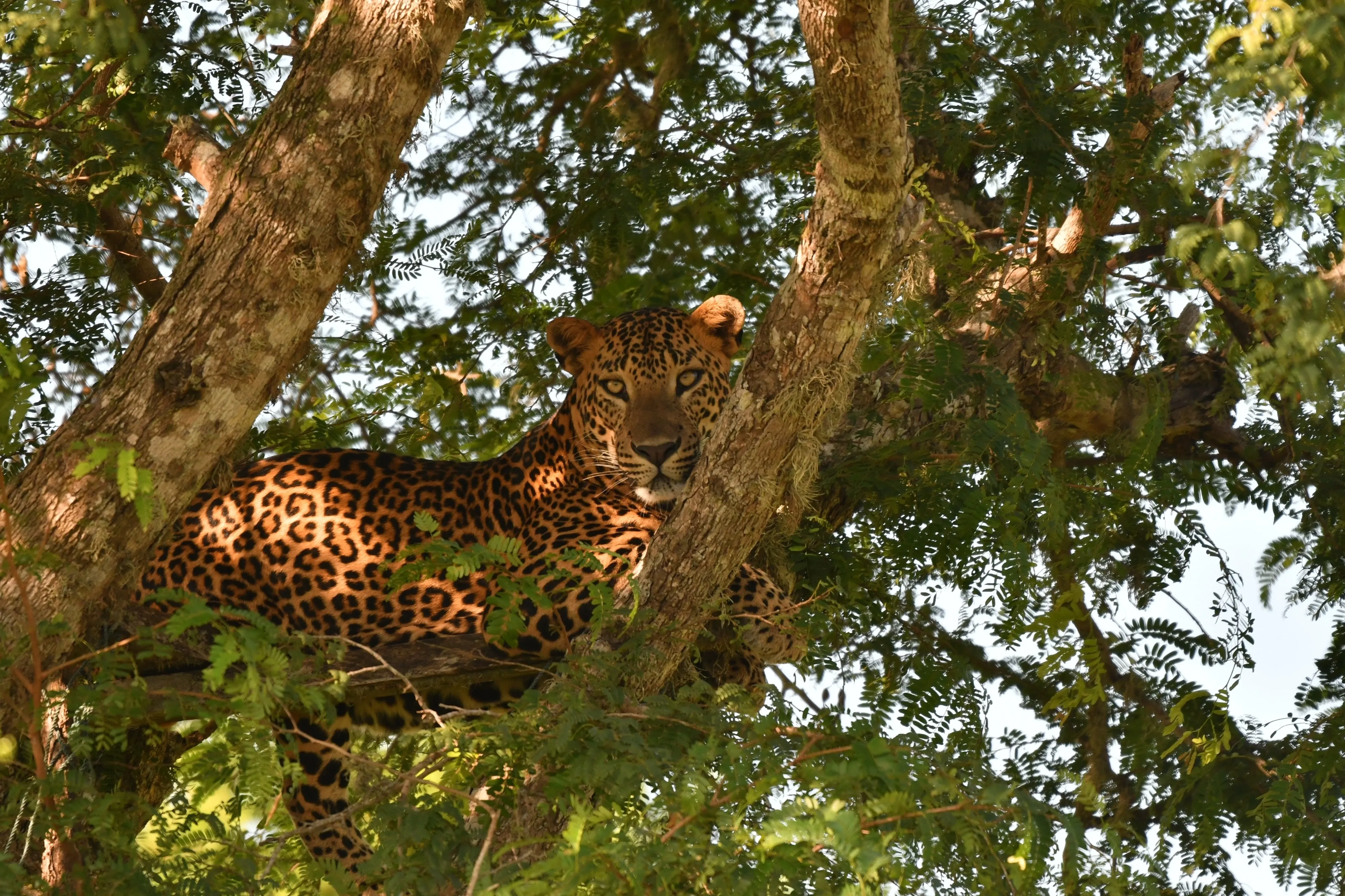 sri lanka leopard