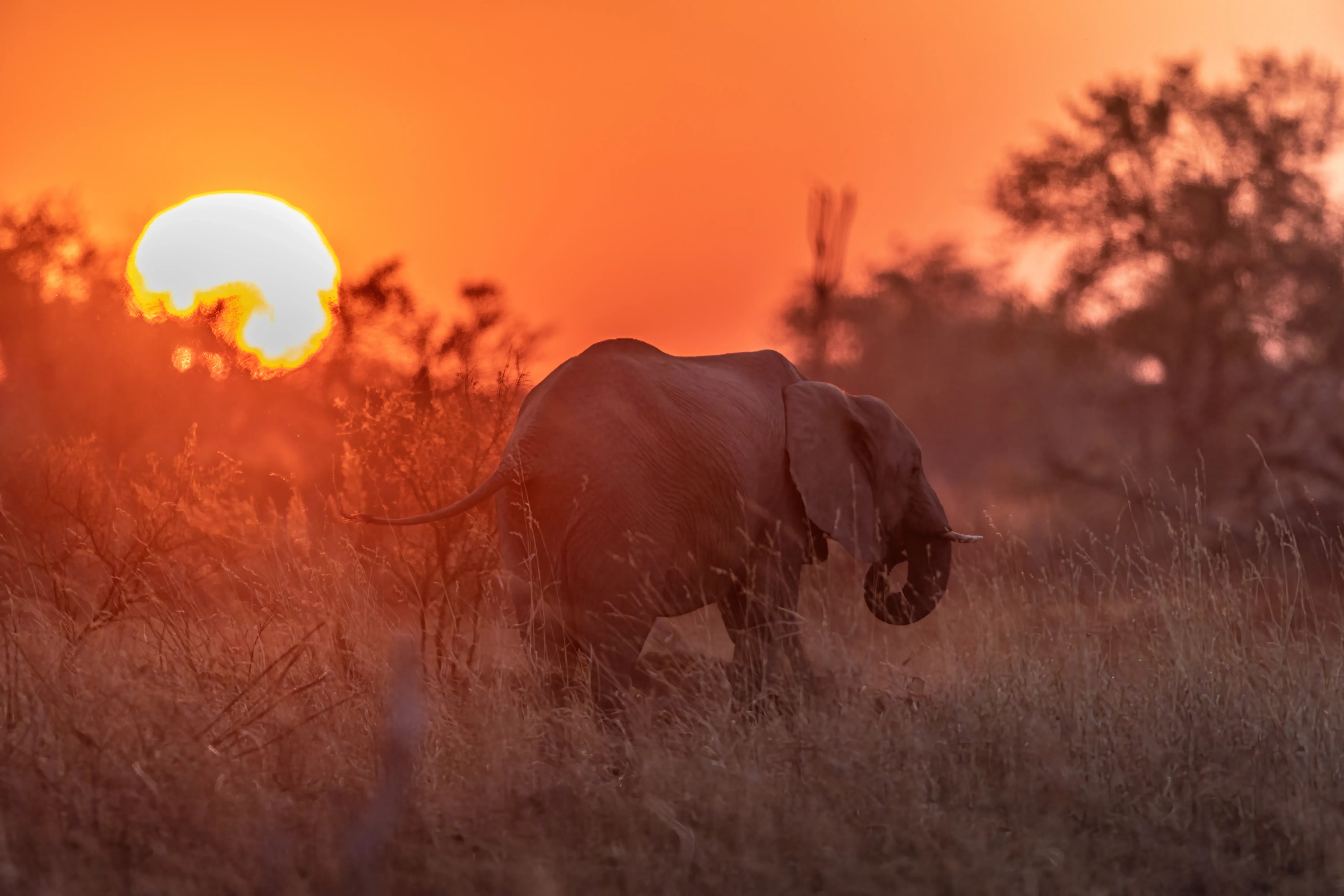Private Wilderness Experience, Botswana