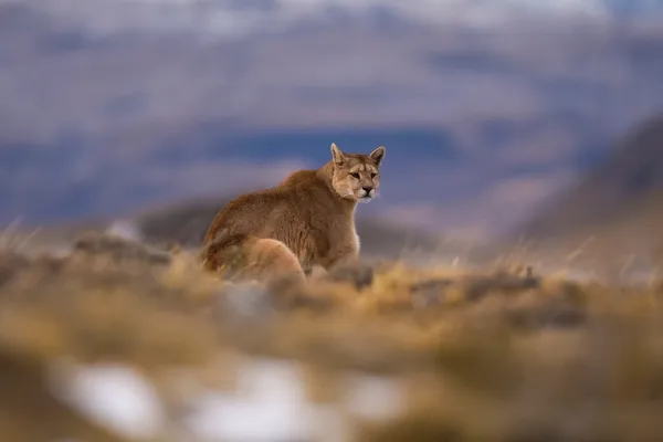 puma sitting