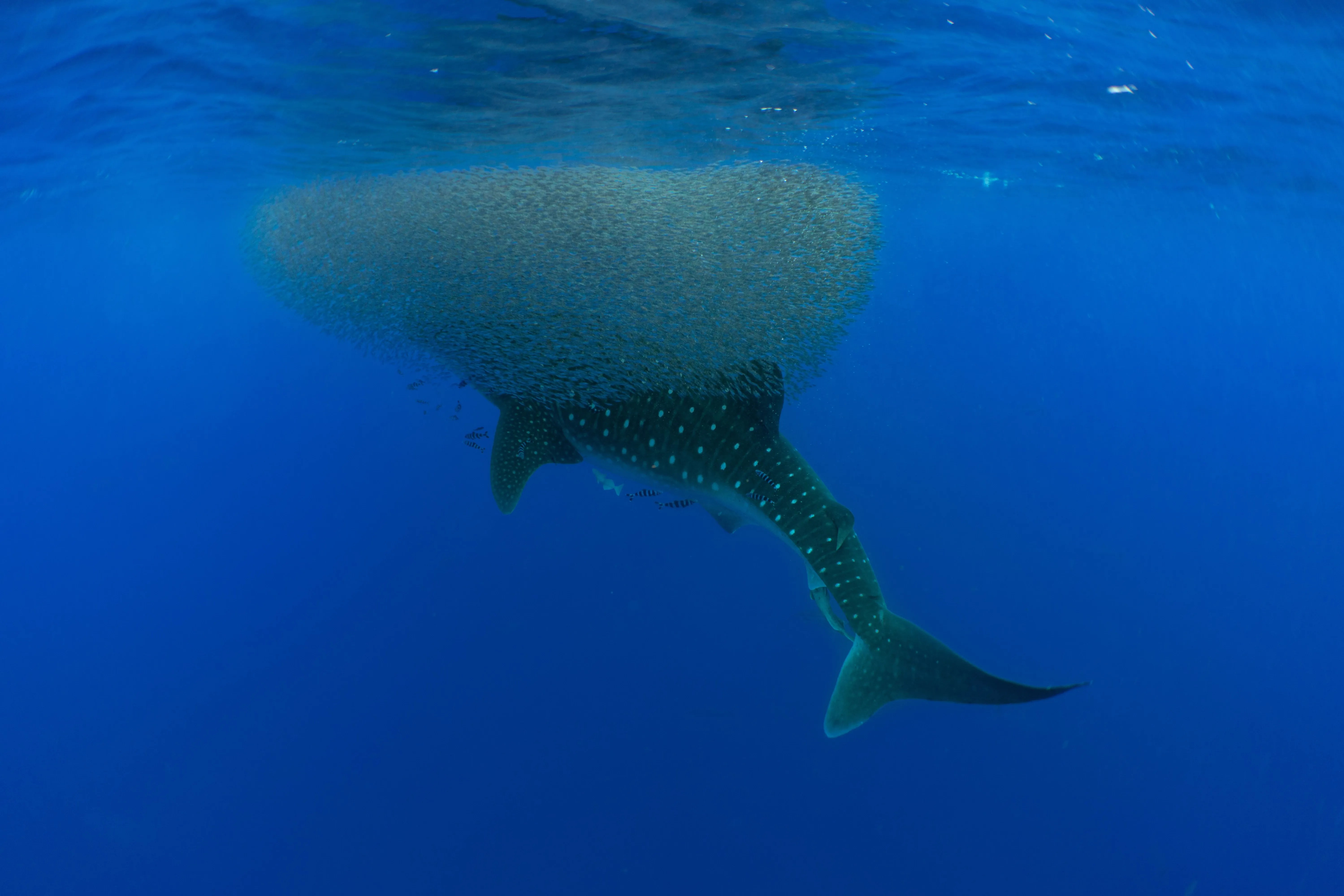 whale shark in bait ball