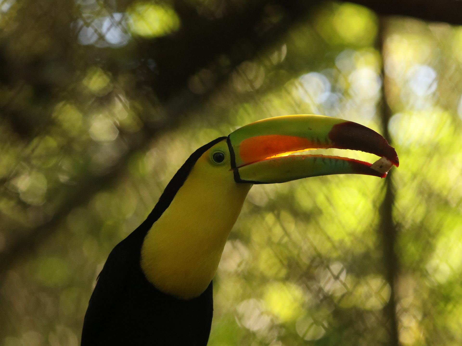 Toucan