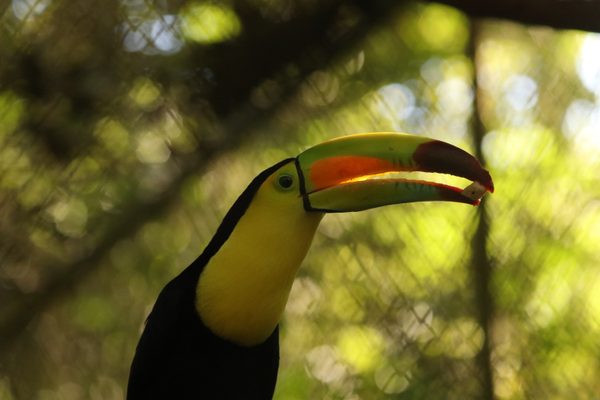 Toucan