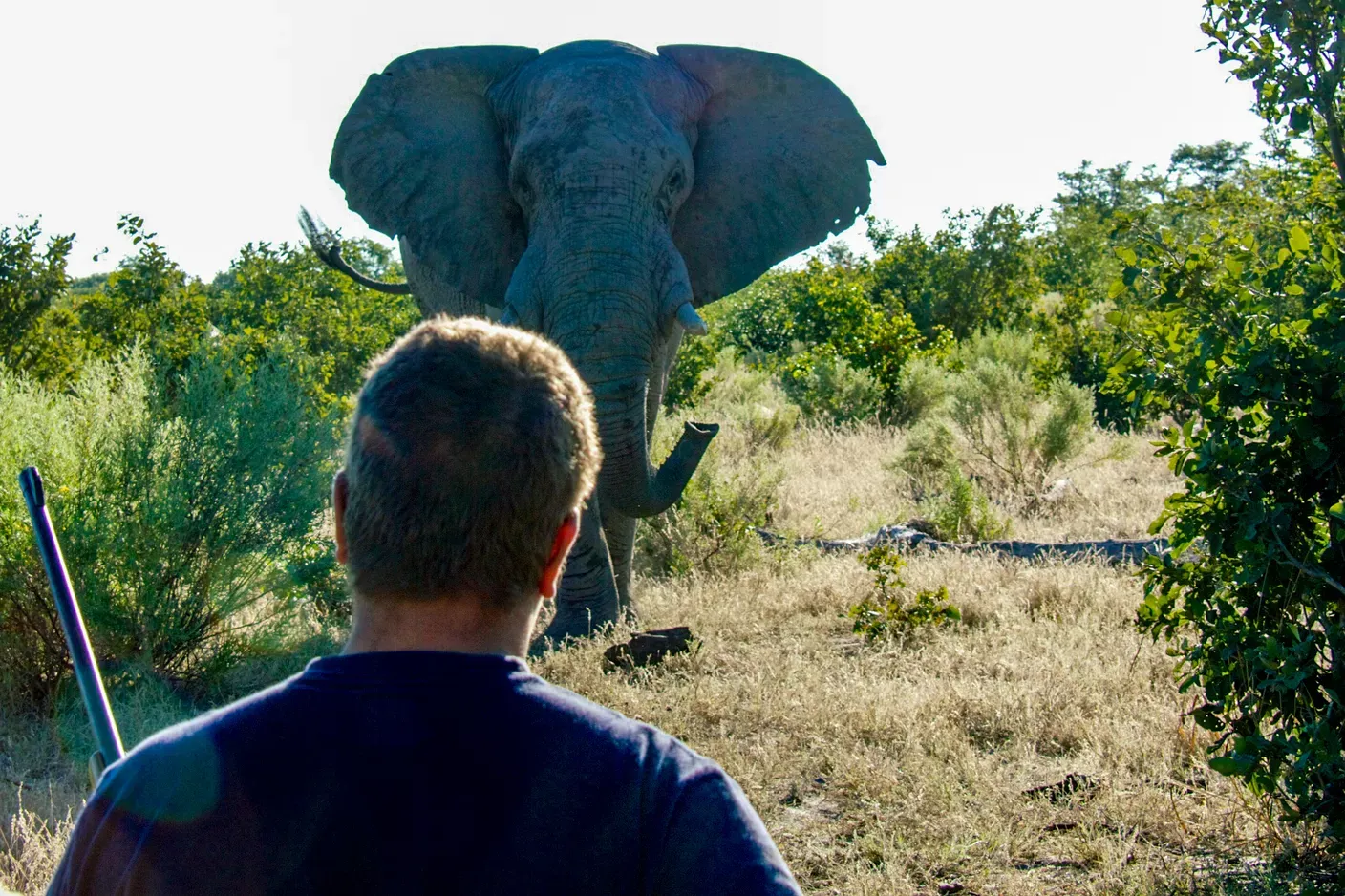 Elephant in front of a man