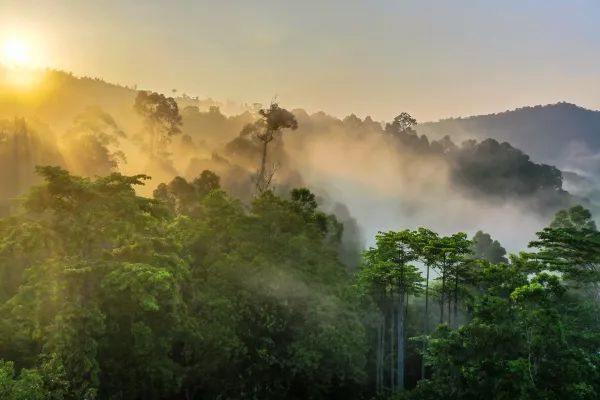 Borneo rainforest with haze