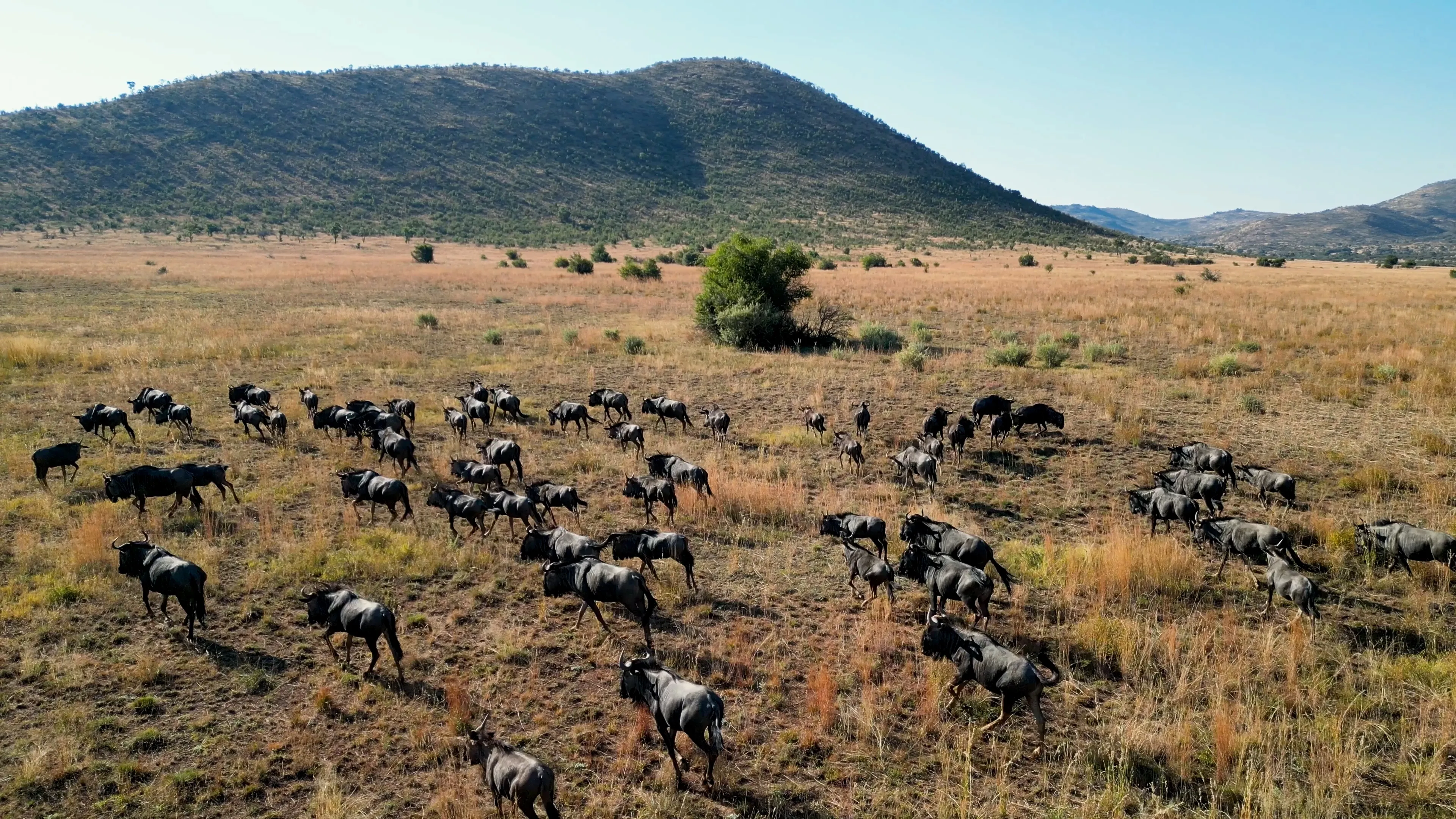 wildebeest grazing