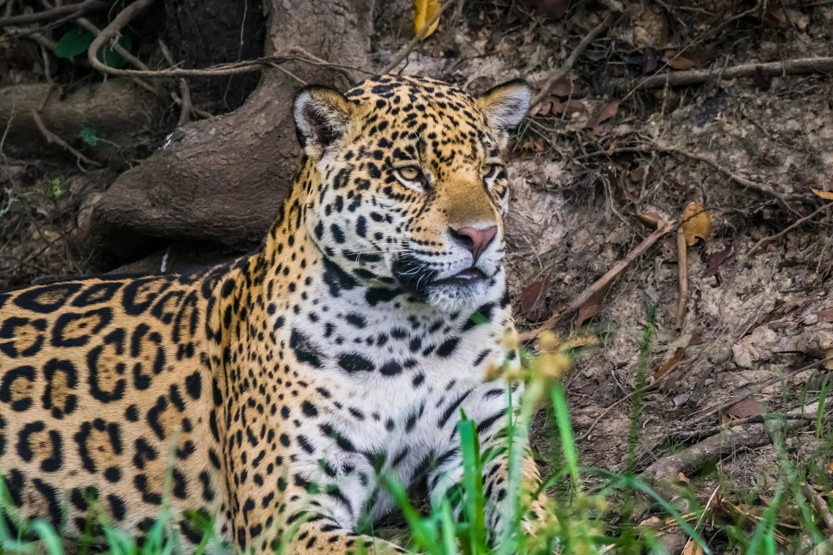 Jaguar