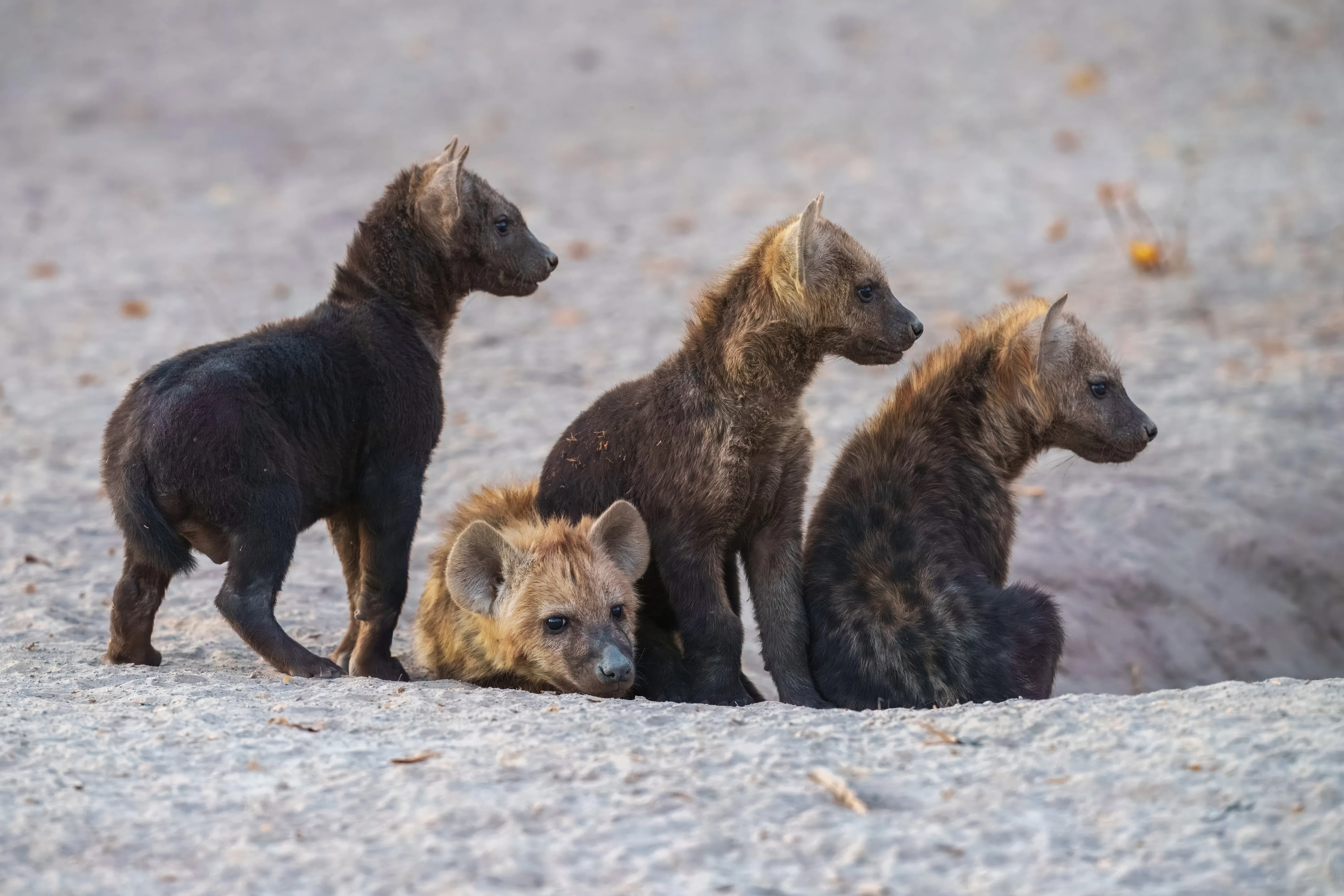 hyena cubs