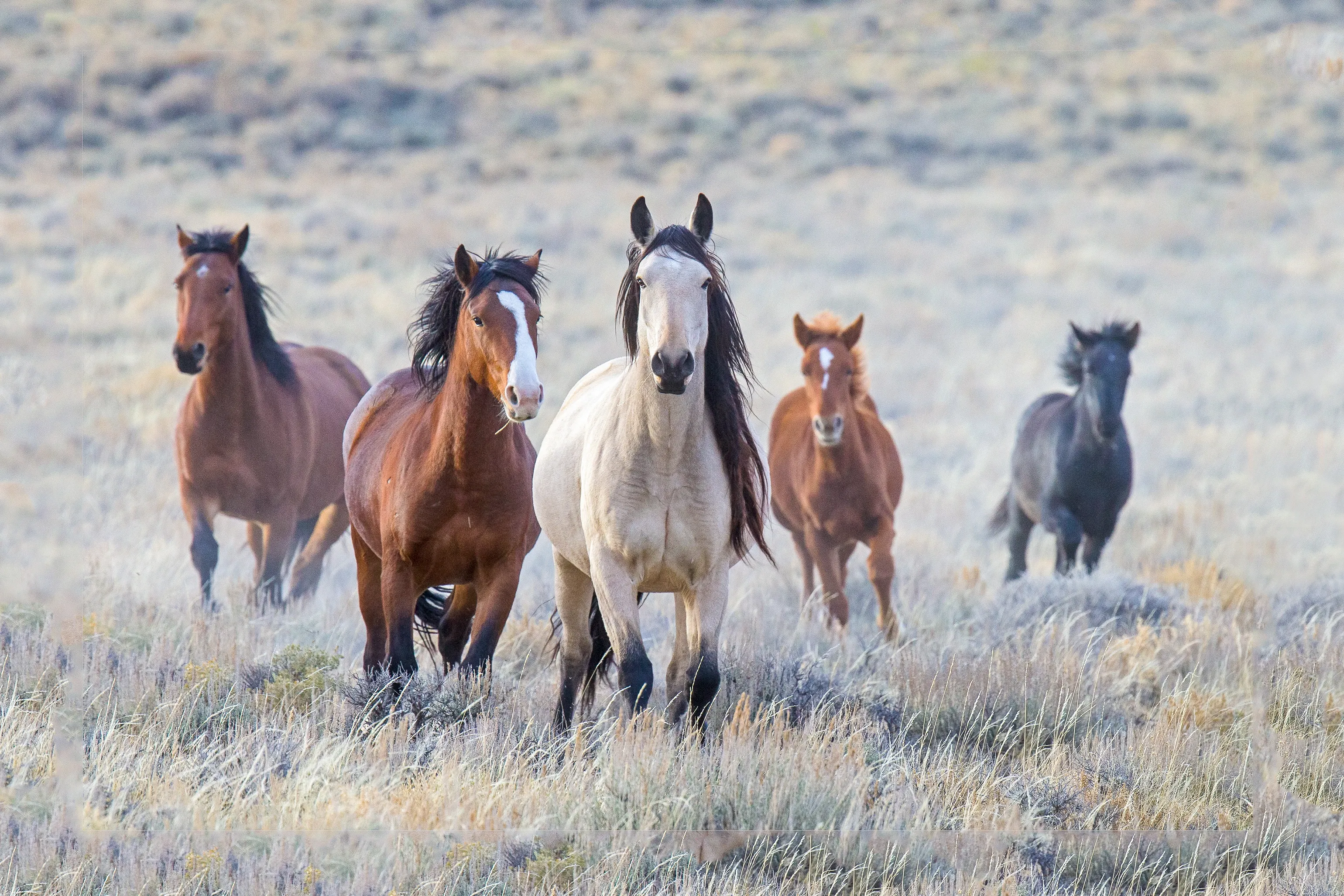 Mustang herd facing camera