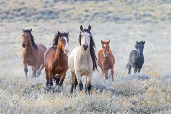 Mustang herd facing camera