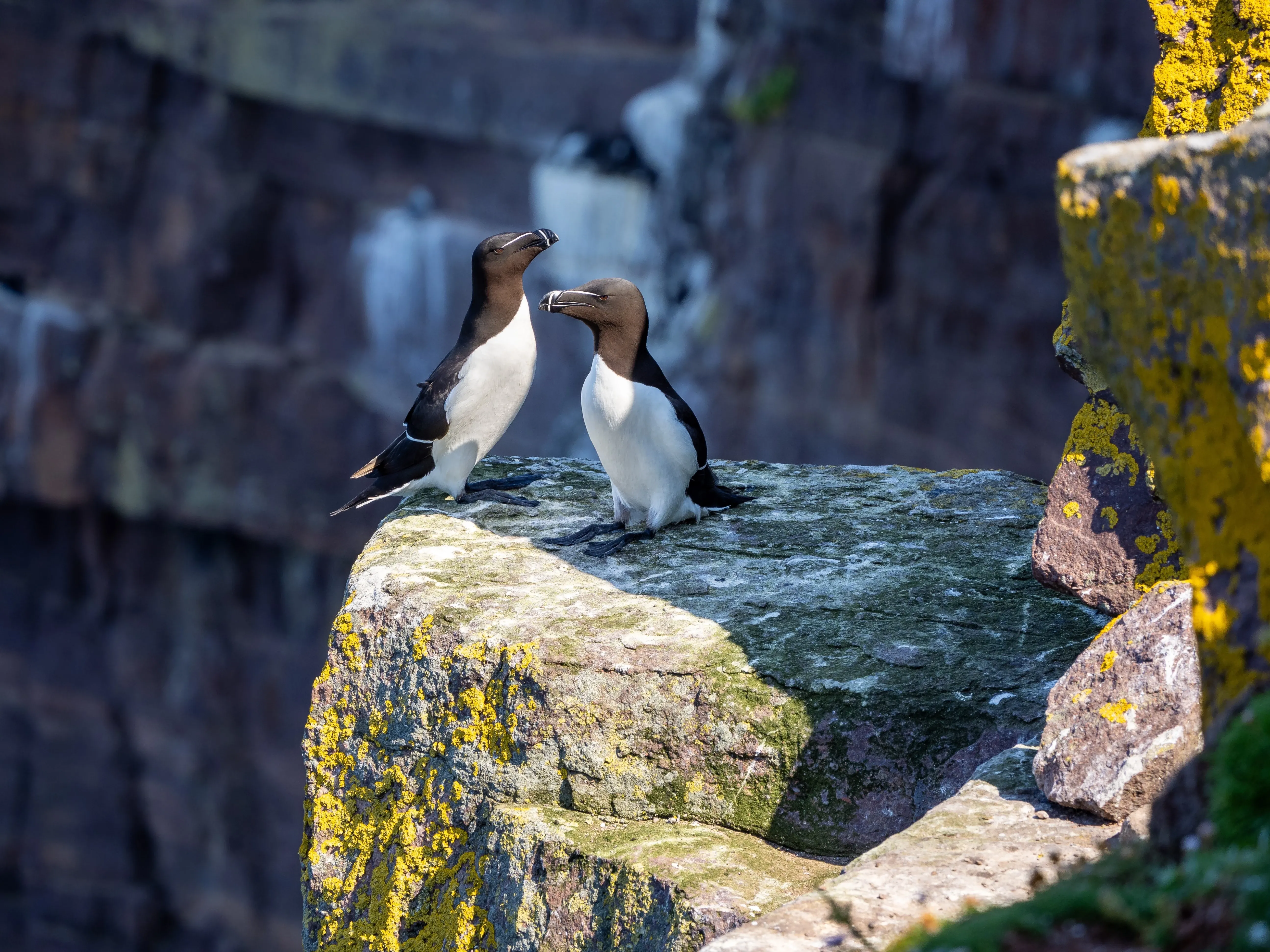 razorbill scotland
