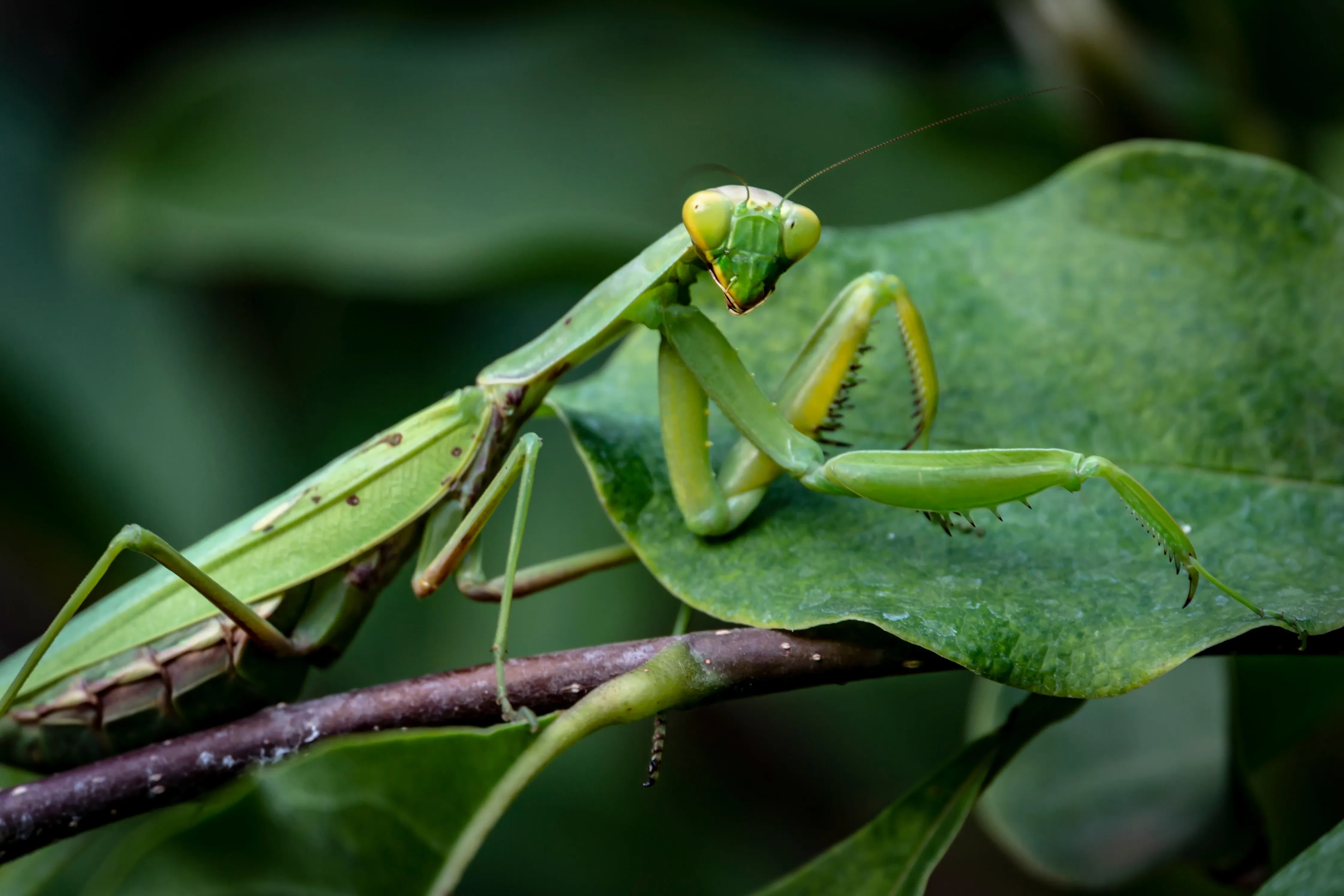 green praying mantis