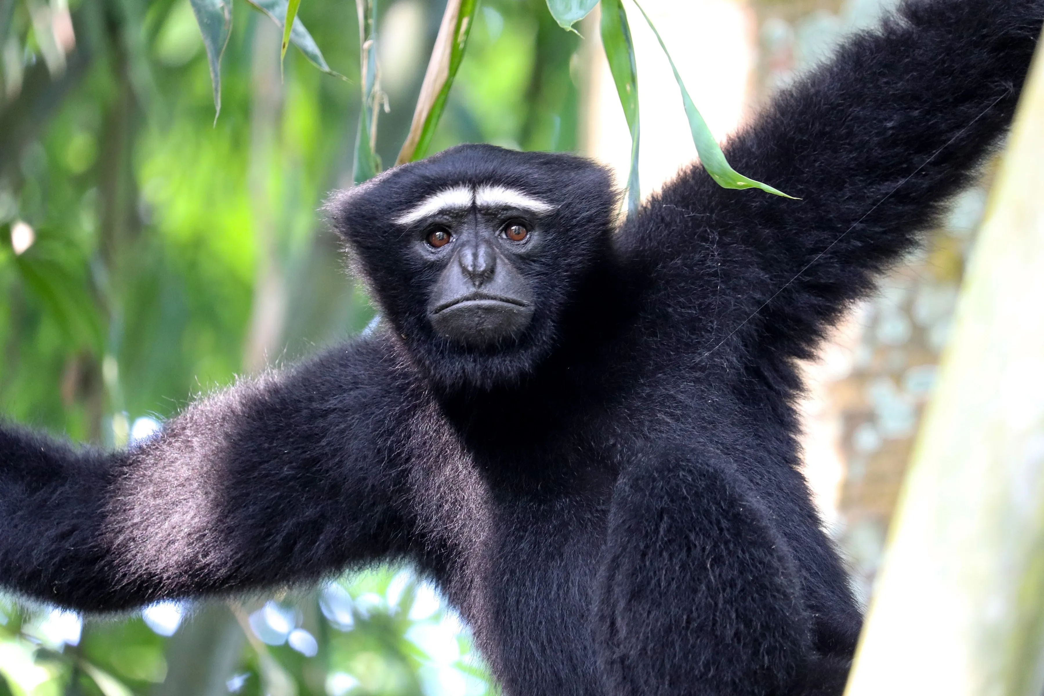 Hoolock gibbon
