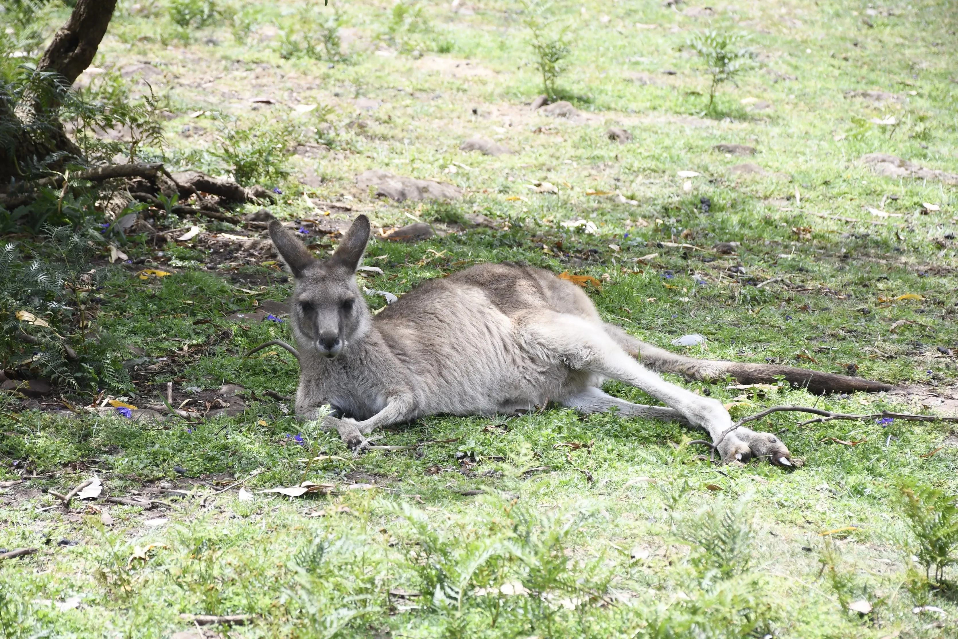 Kangaroo lying down