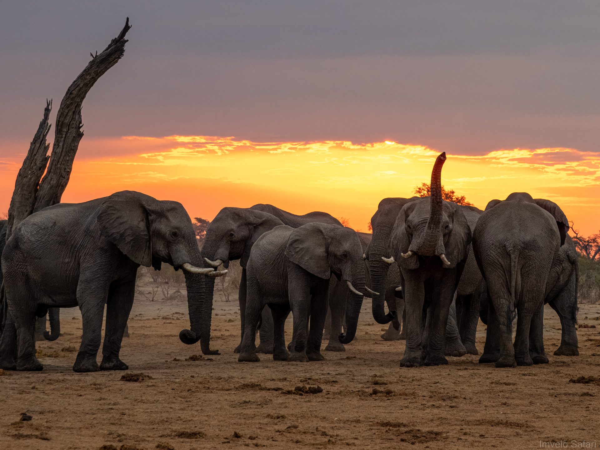 Elephants against sunset
