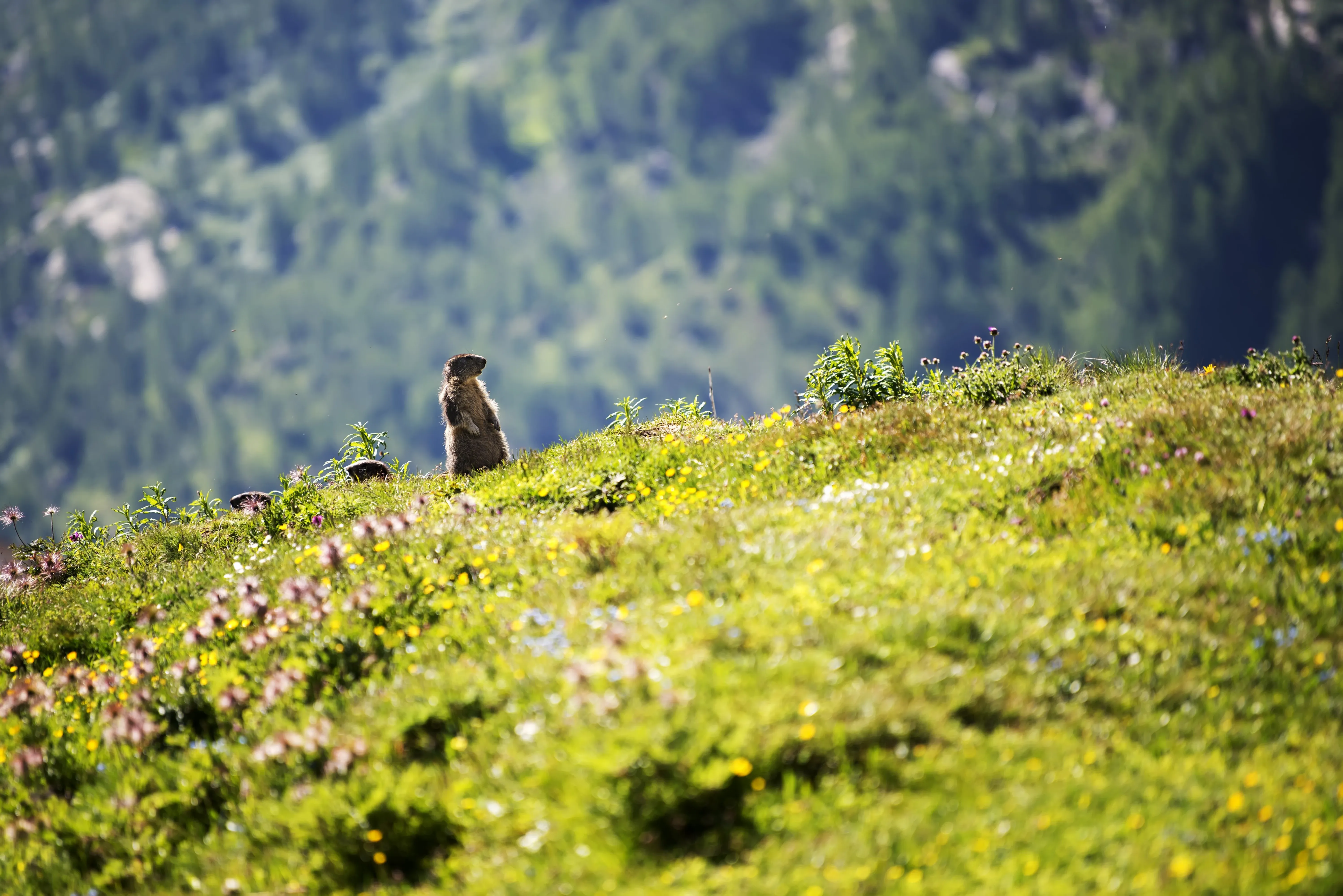 Erdmännchen in den Alpen, Italien