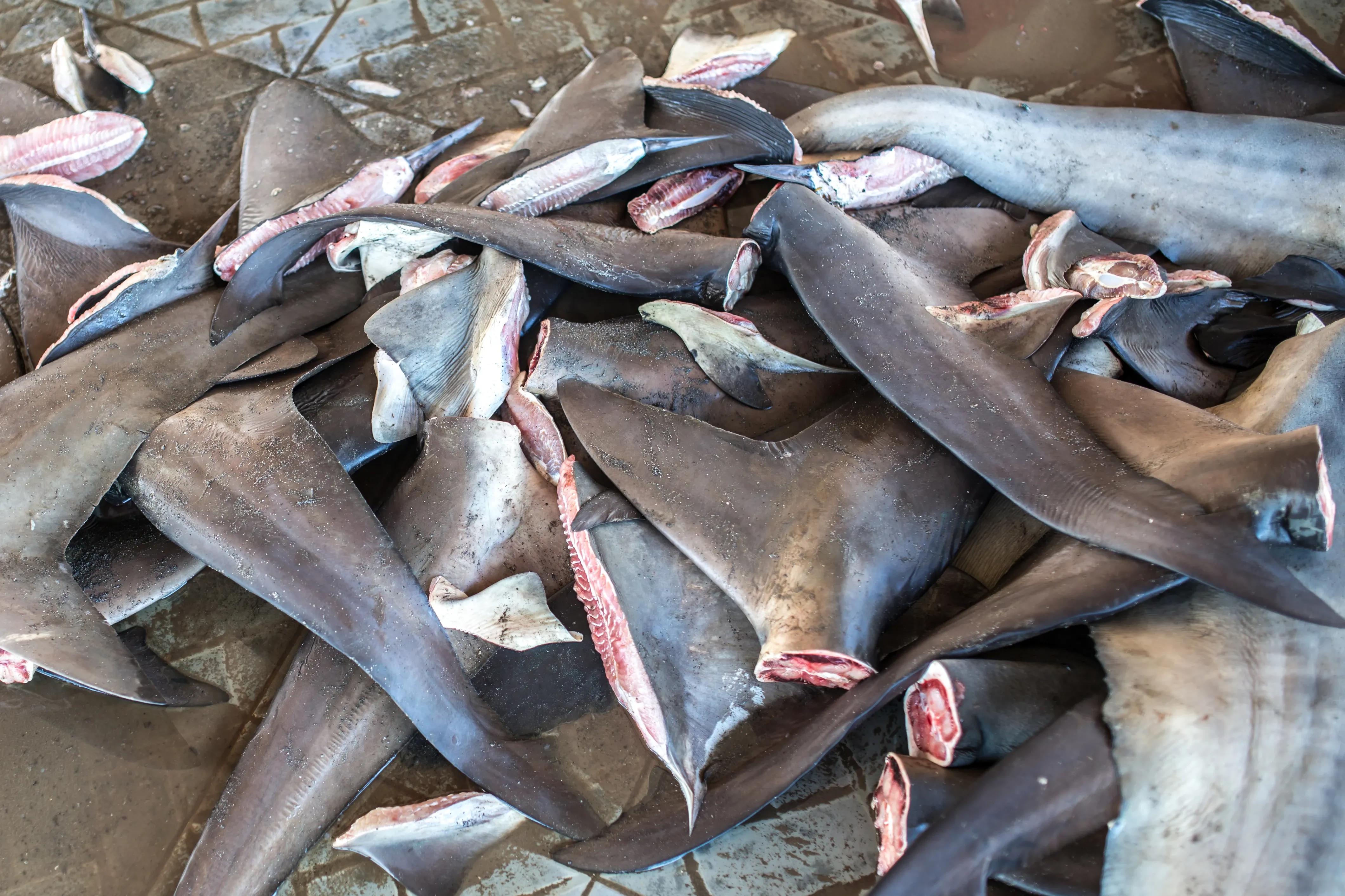Sharkfins