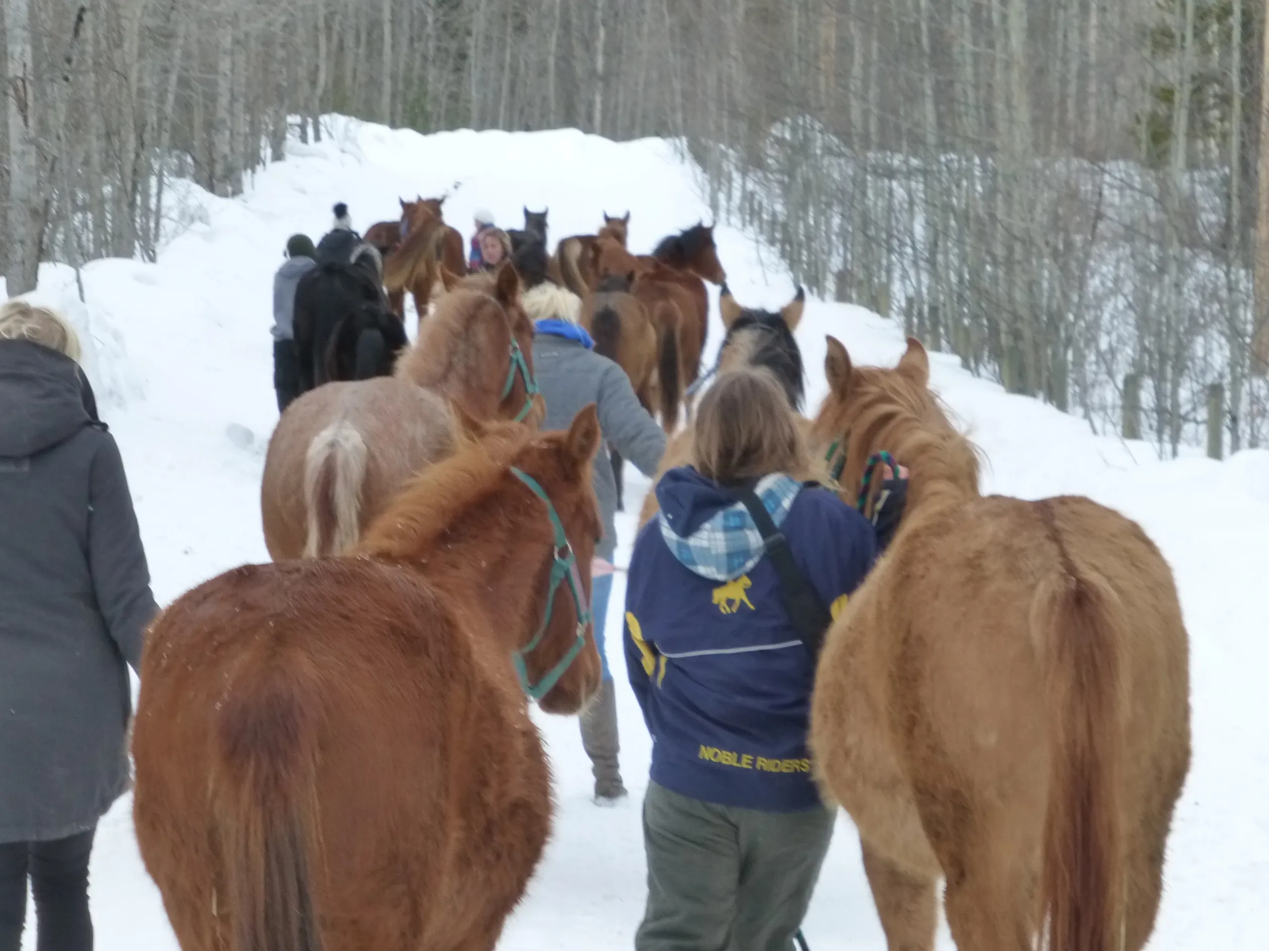 Freiwilligenprojekt Alberta Pferdeschutz, Kanada