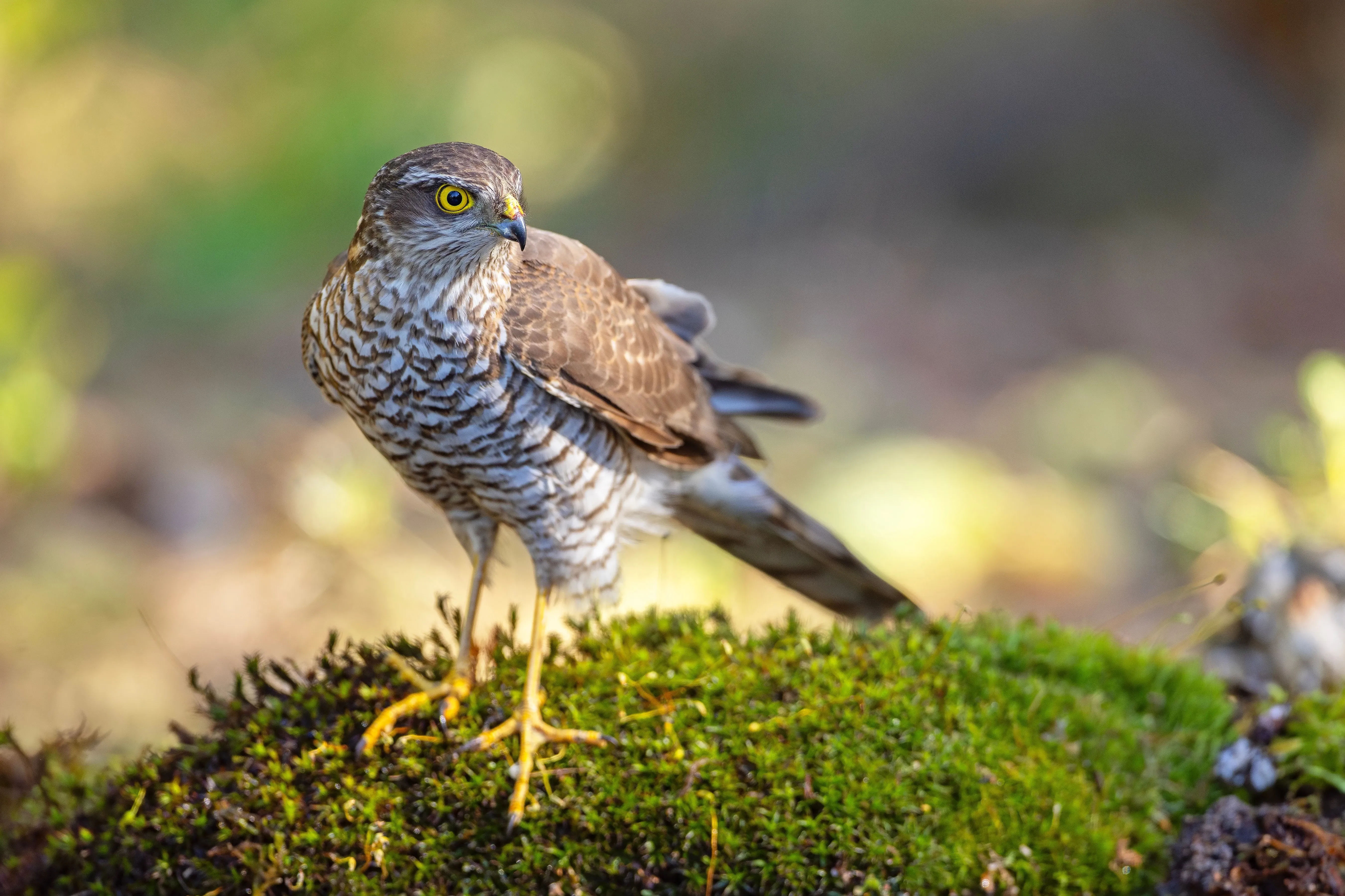 sparrowhawk