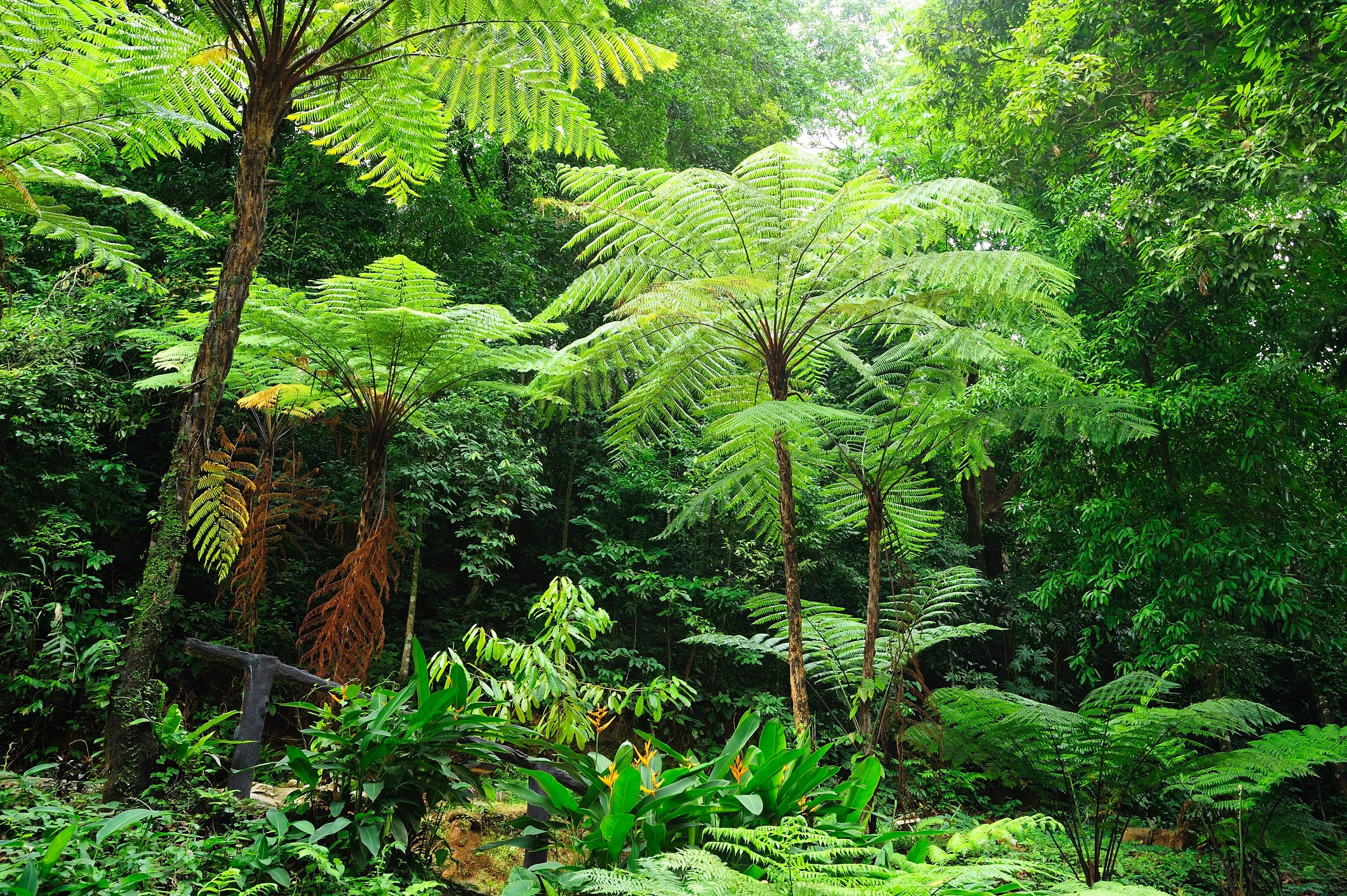 fern trees in sunlight