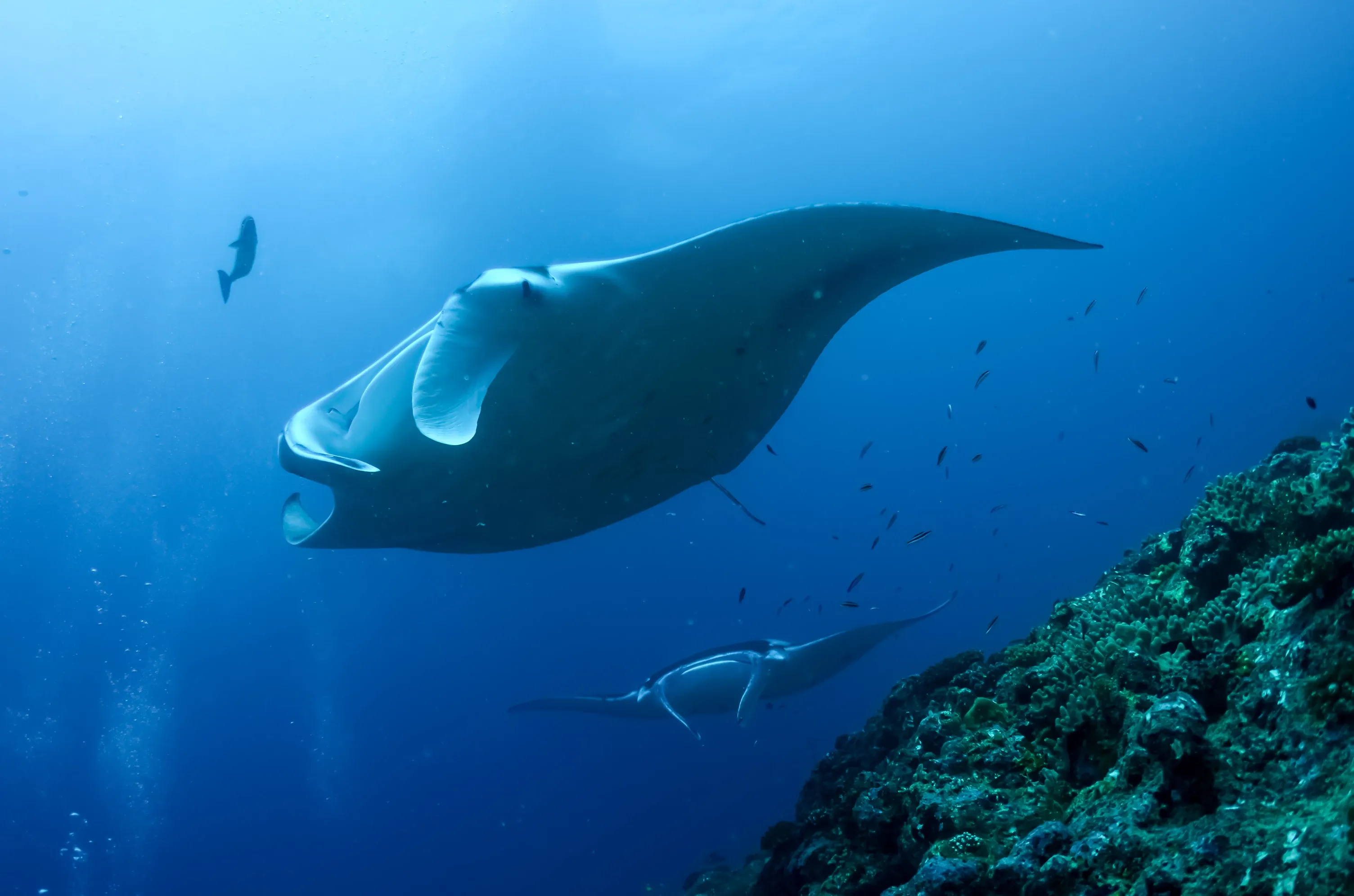 Rochen unter Wasser mit anderen Fischen