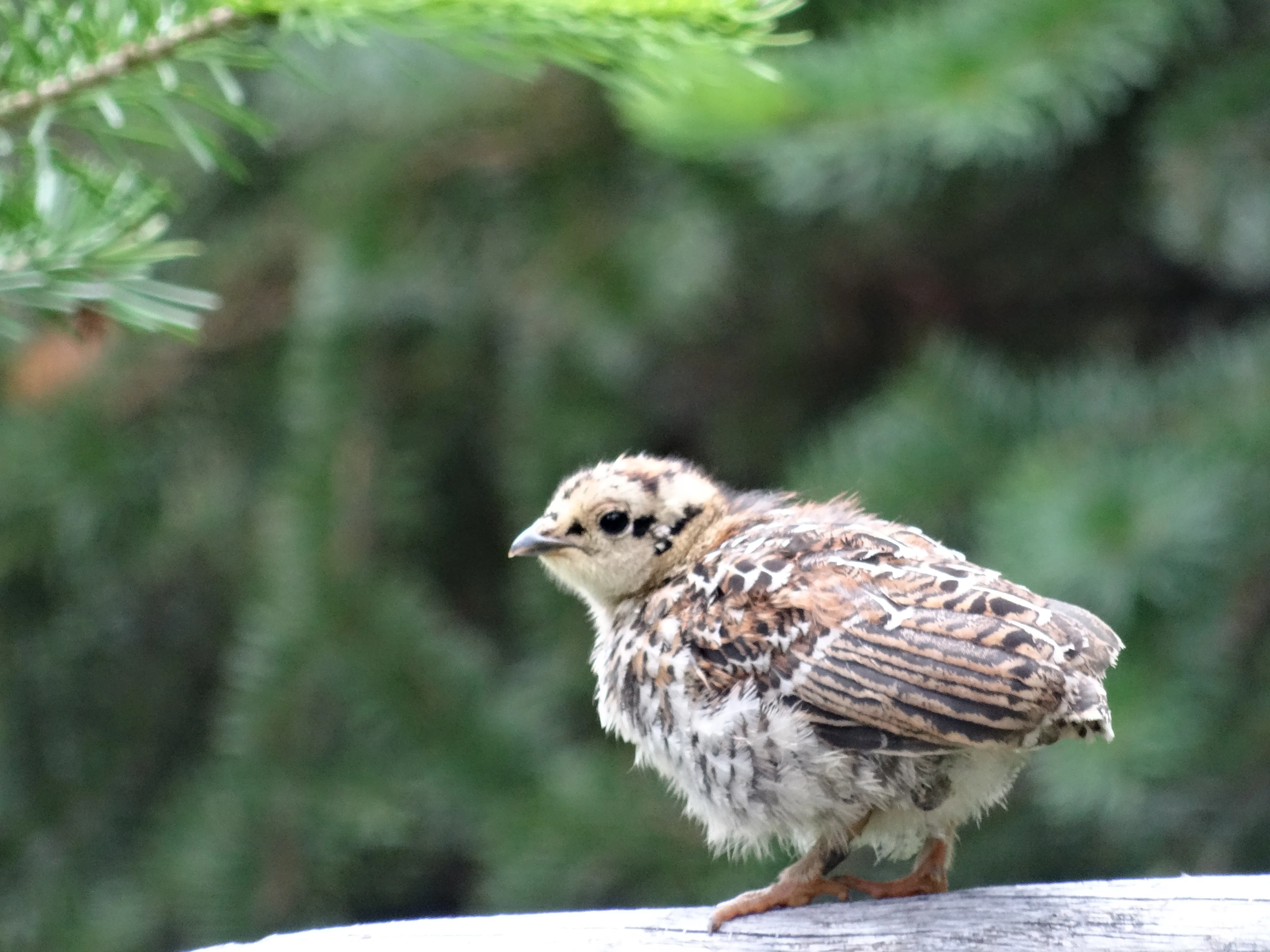 chilcotin chick