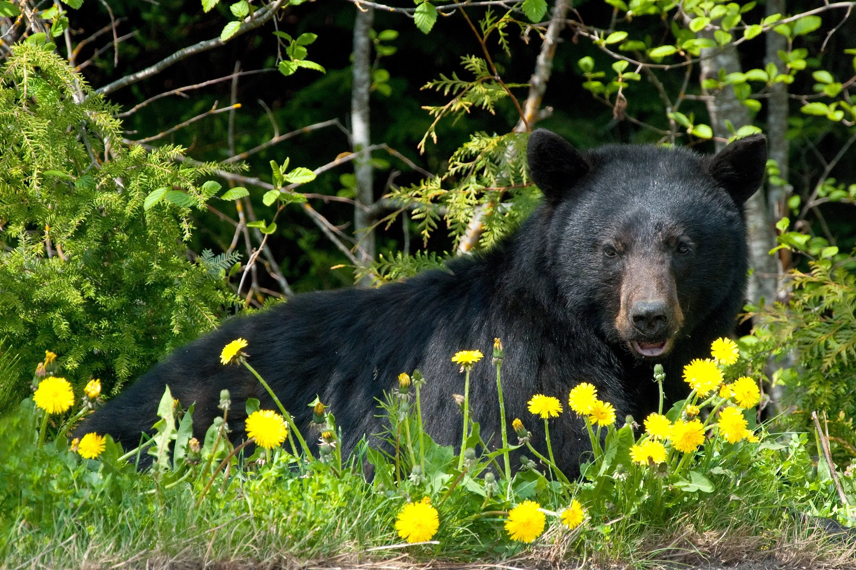 Schwarzbär in Kanada