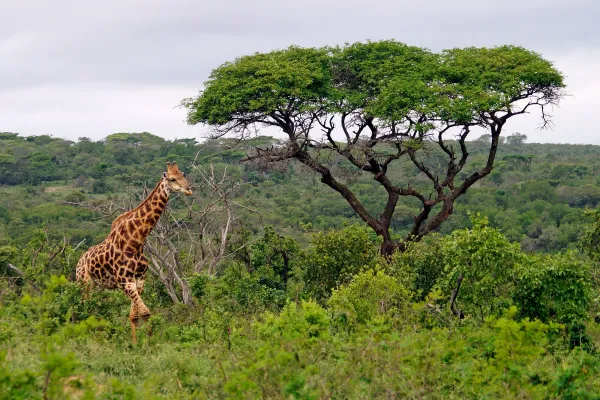 Giraffe