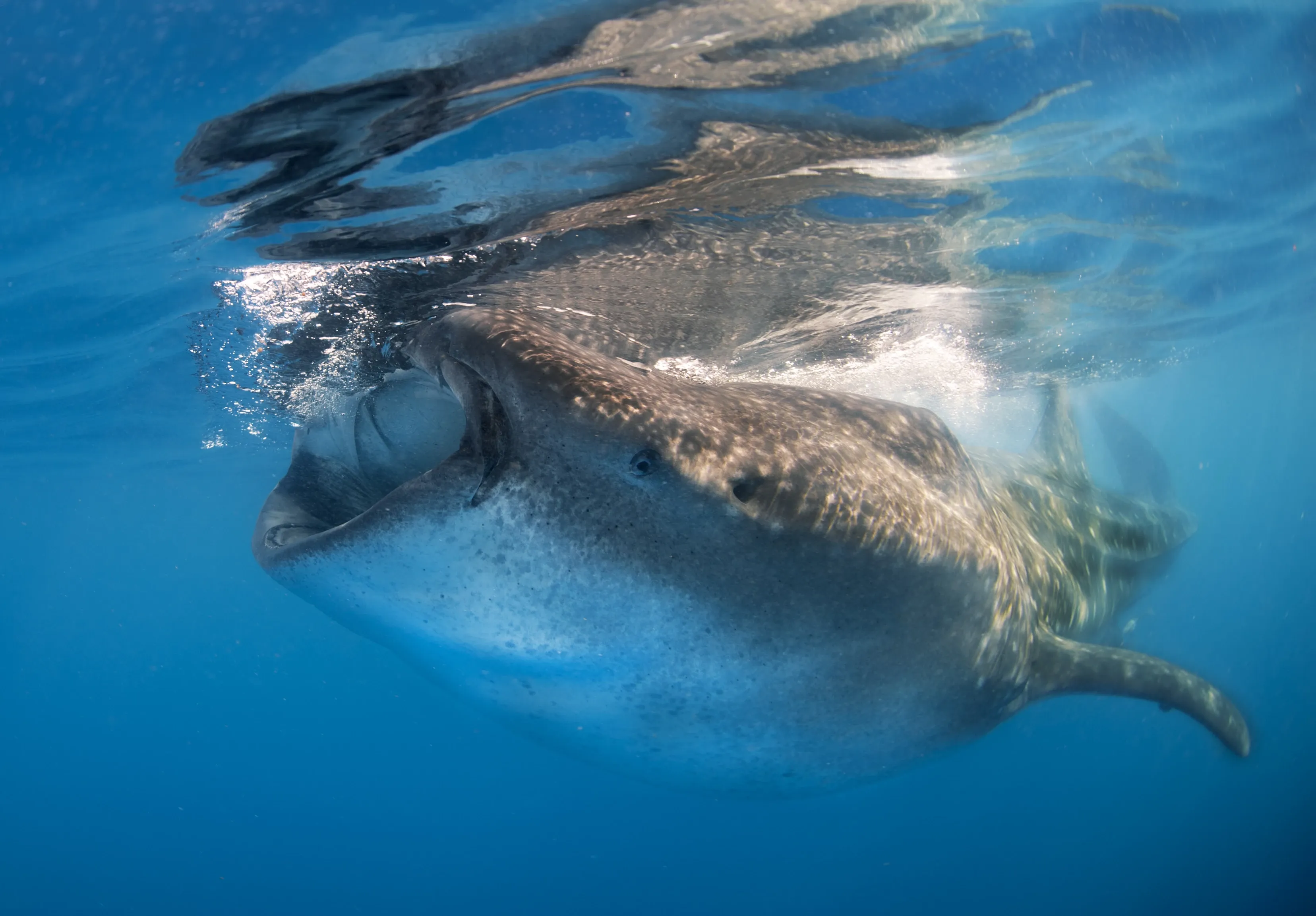 whale shark surfacing