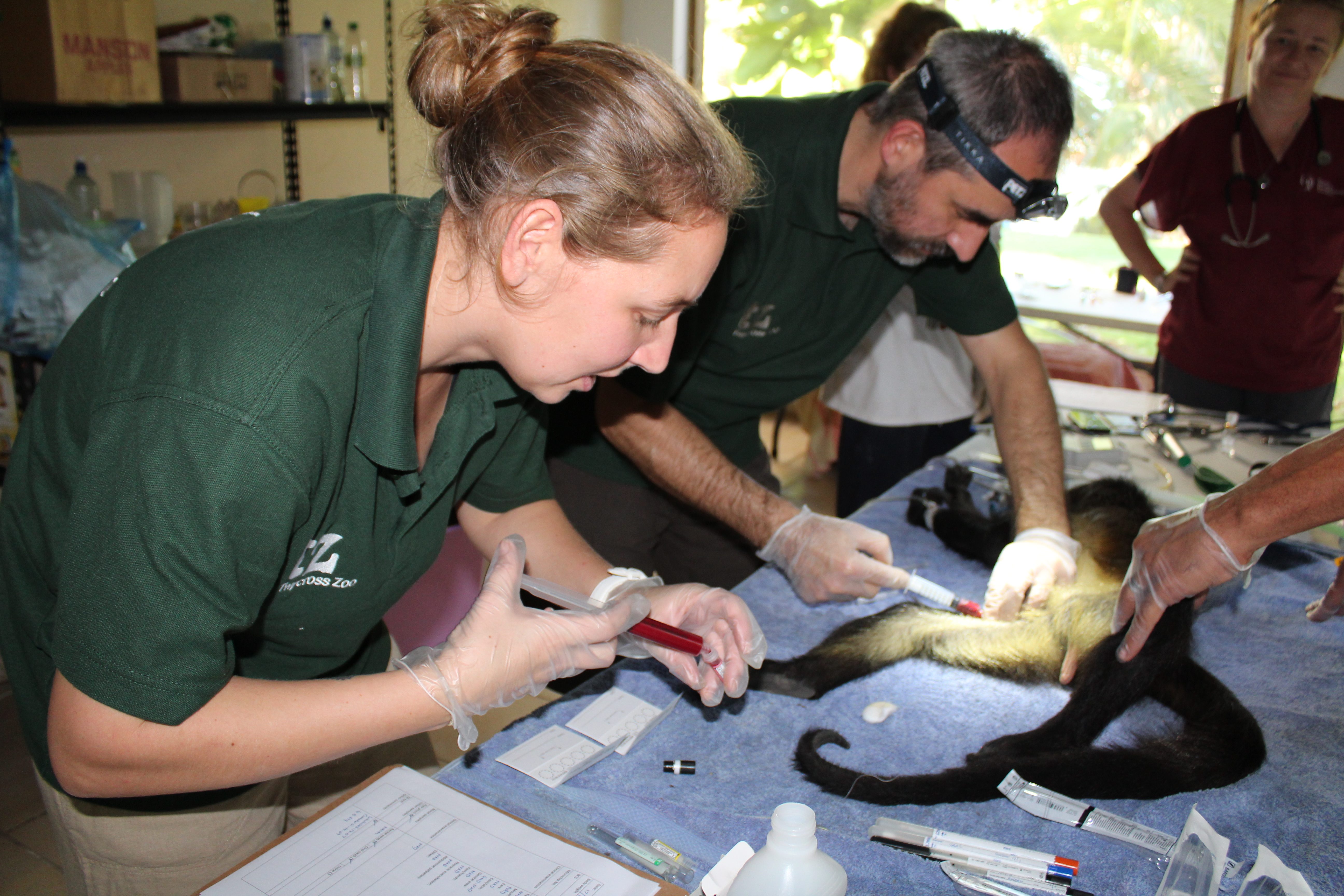 Vet conducting a procedure