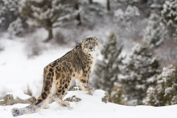 Snow leopard in the snow in front of the forest