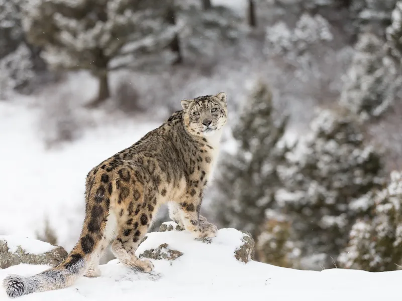 Snow leopard in the snow in front of the forest