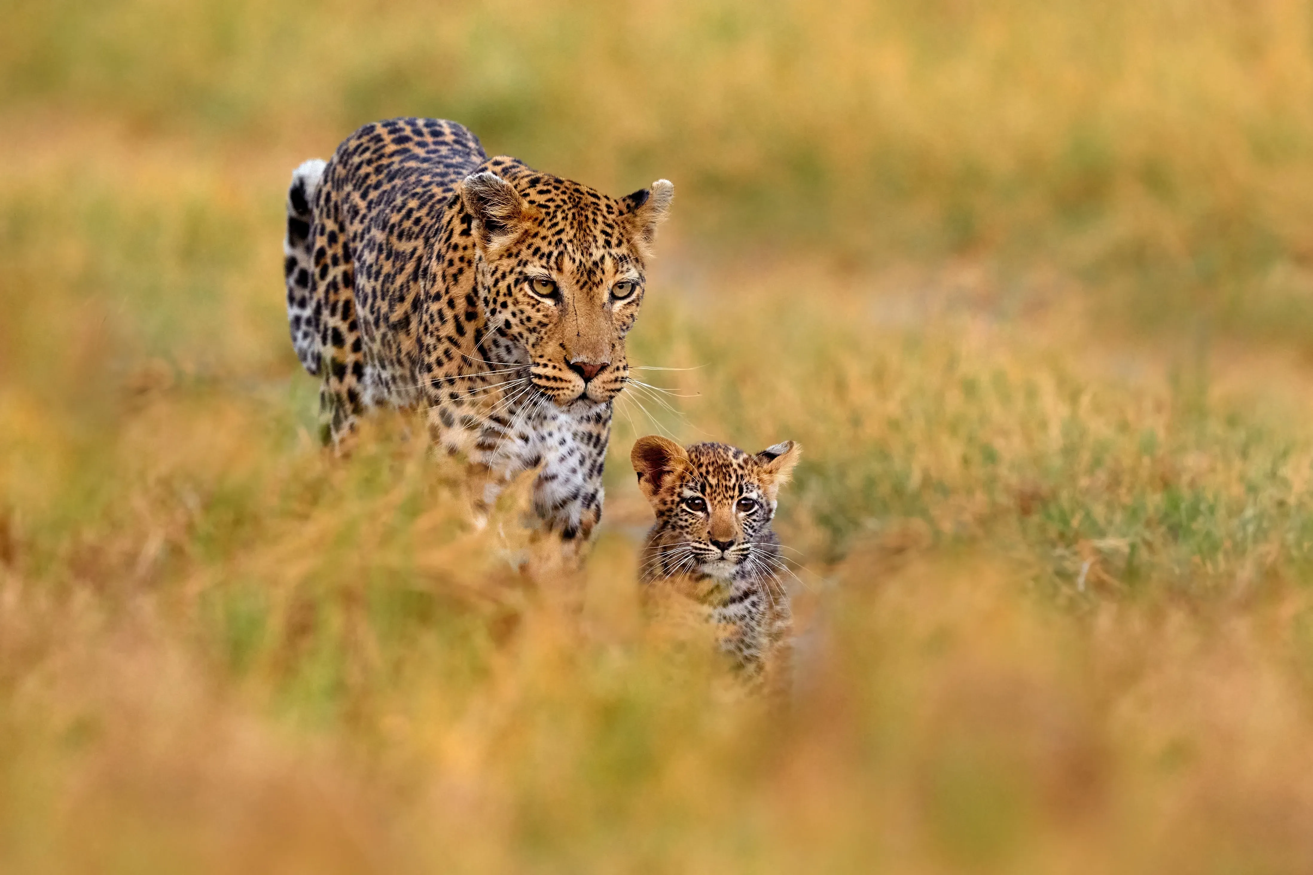 Leopard and cub