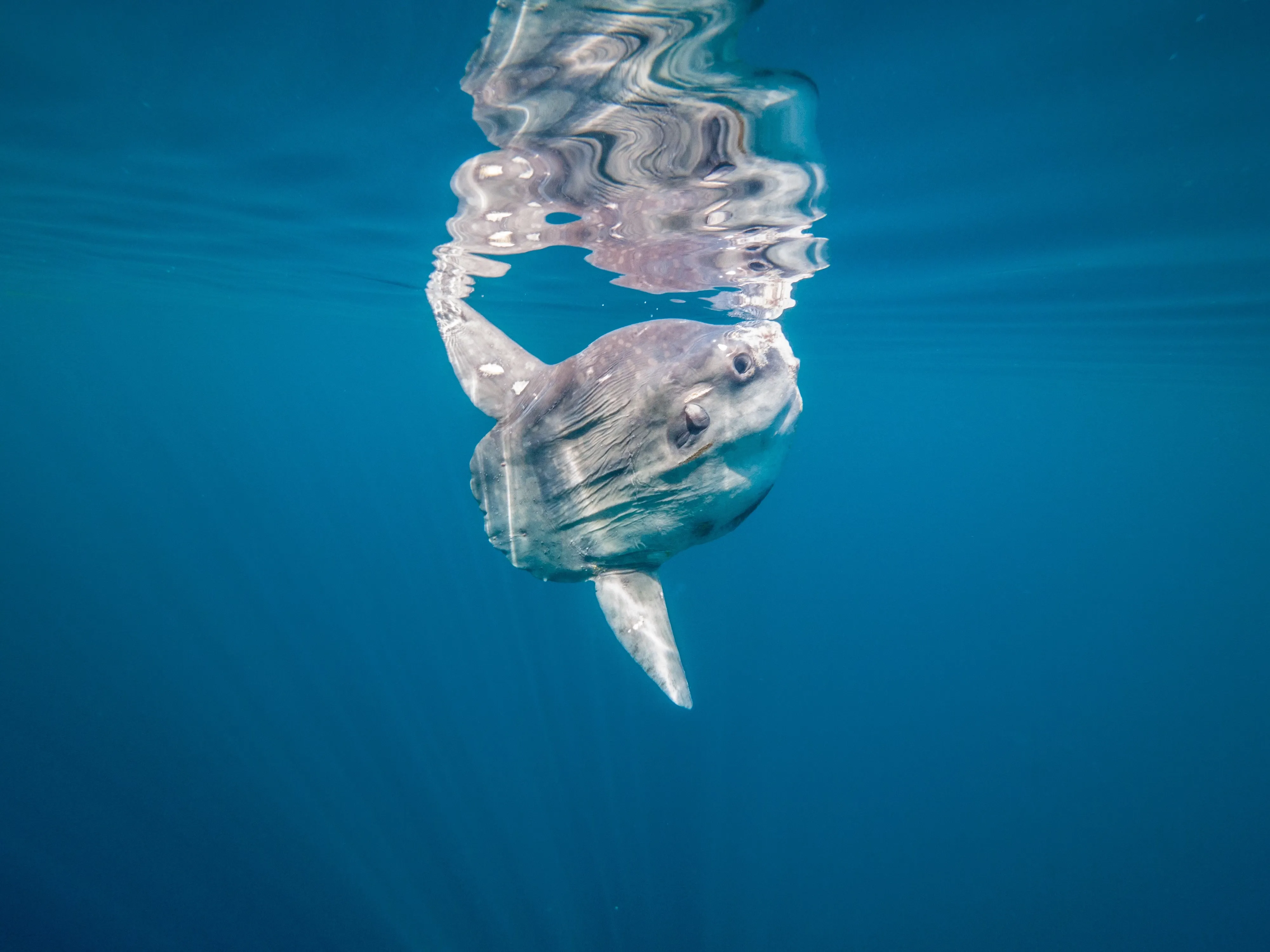 Sonnenbarsch am Wasserrand