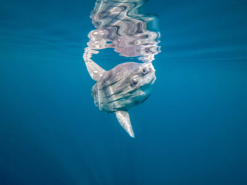 sunfish on water edge