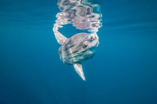 sunfish on water edge