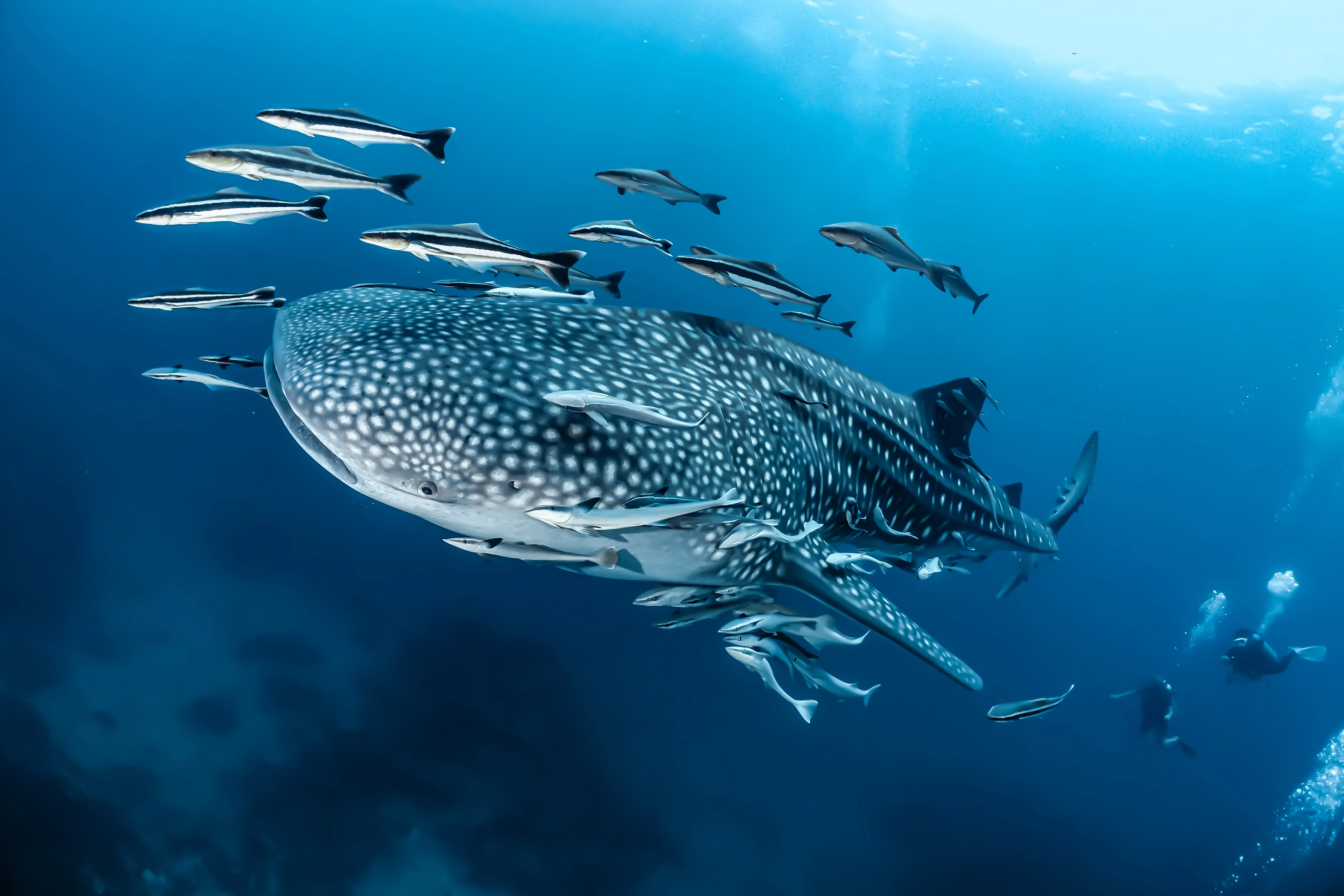 whale shark swimming