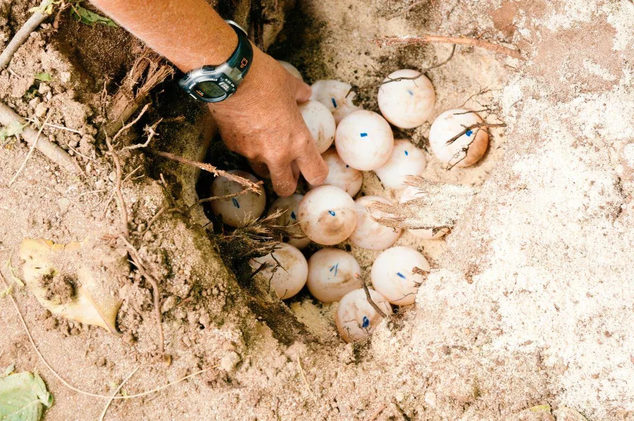Schildkröteneier in einem Nest am Strand, die von einer Hand angefasst werden