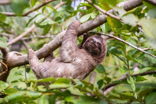 Sloth in a tree
