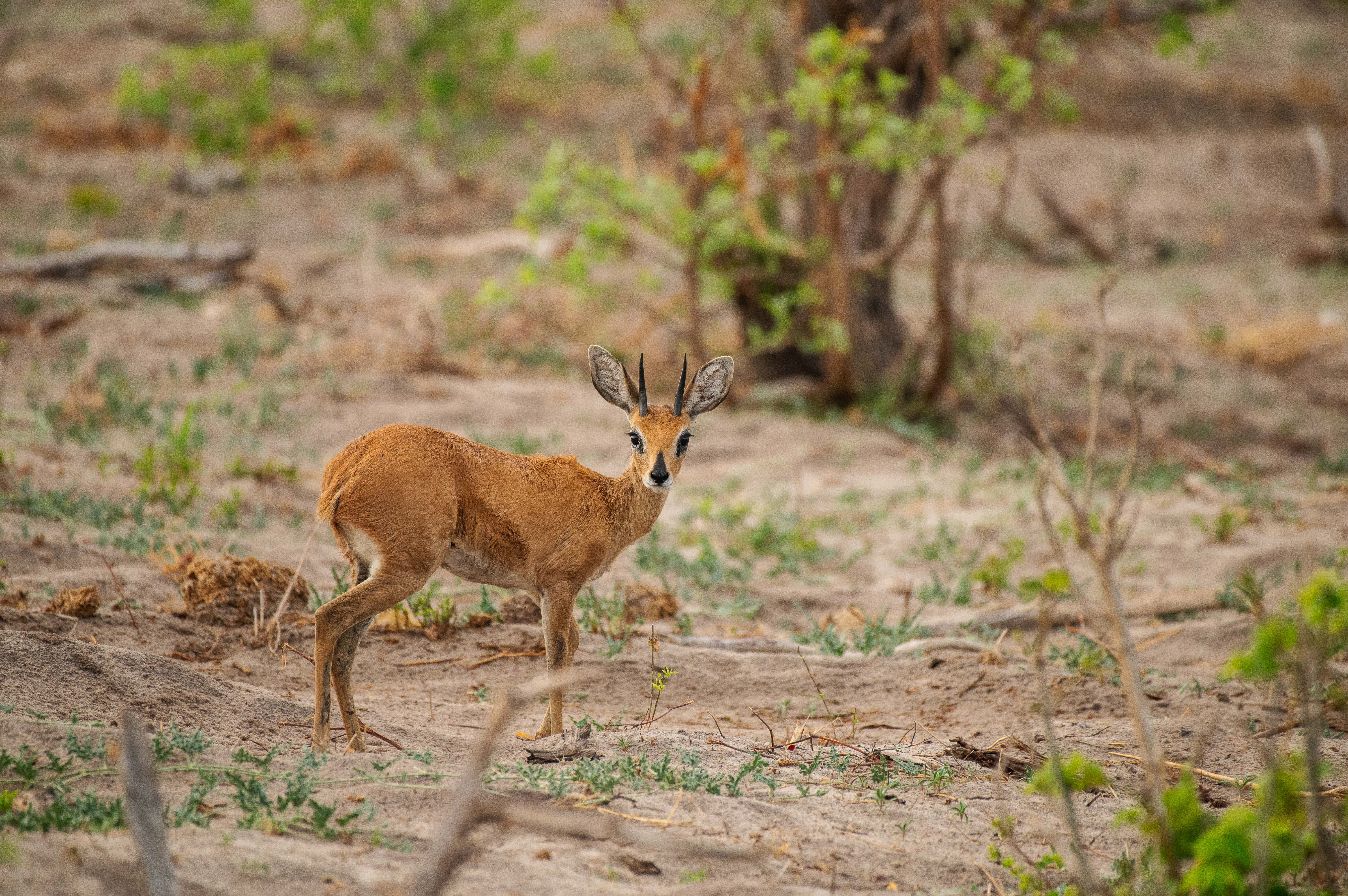 steenbok