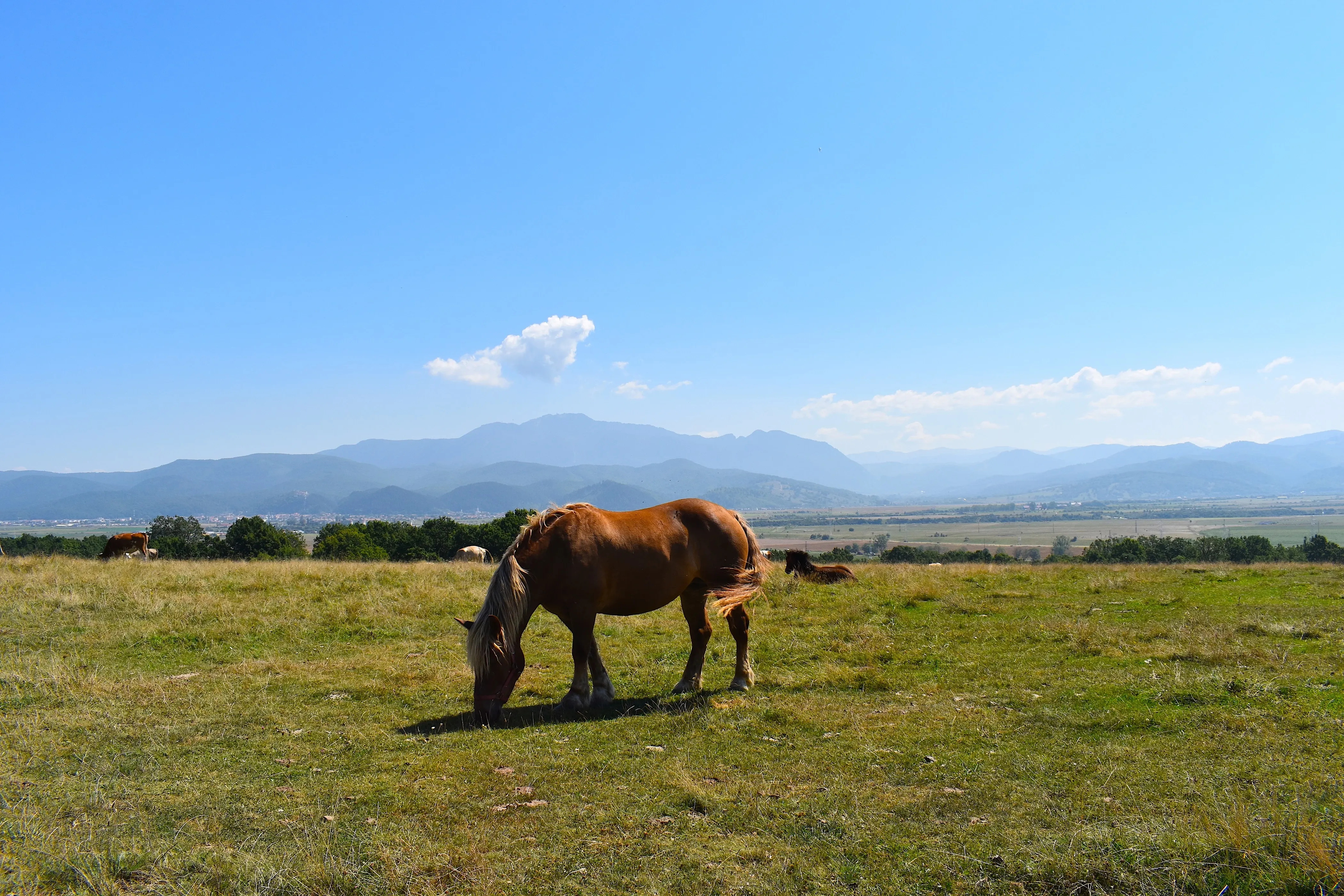 horses grazing in romania