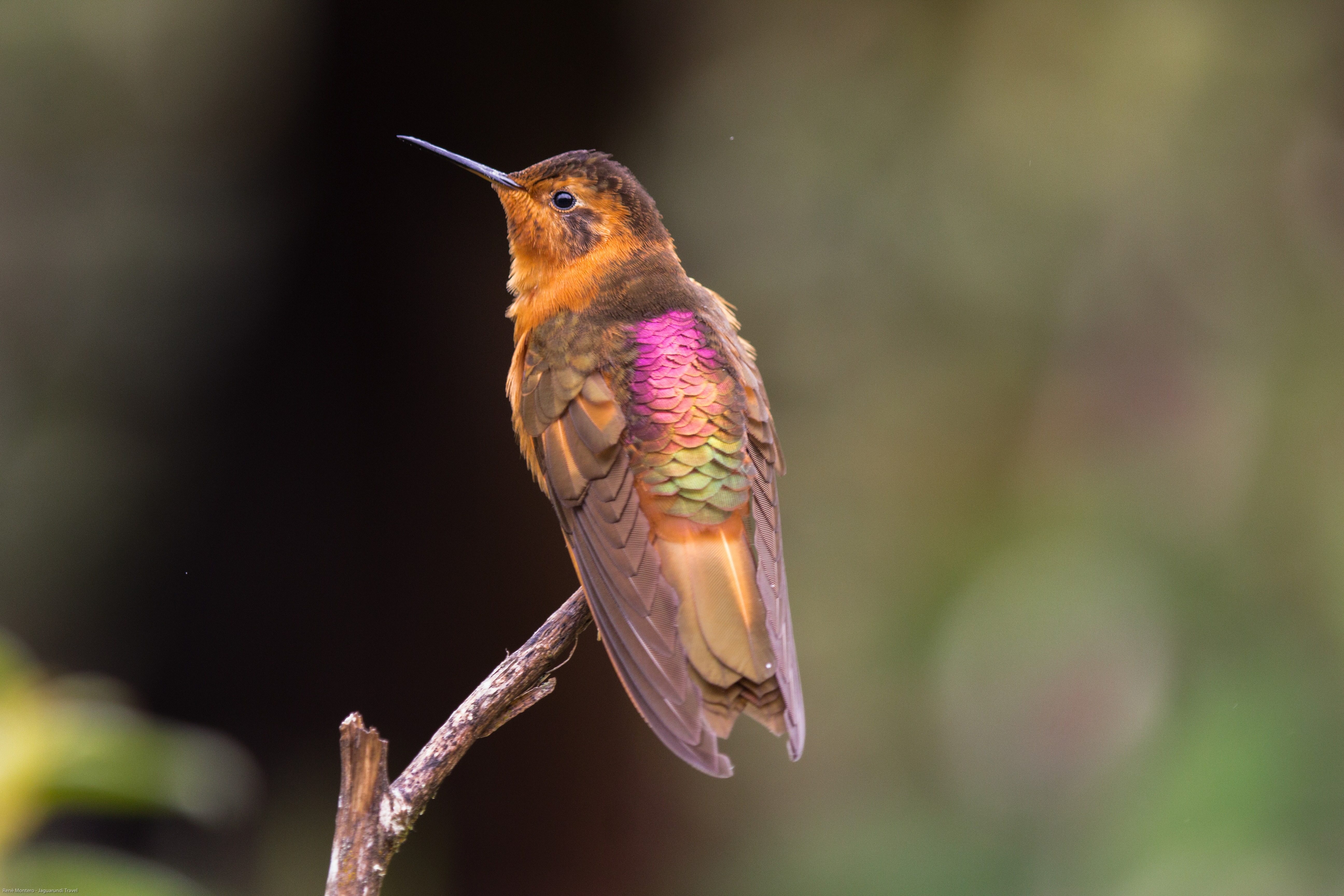 Unser Partner: Jaguarundi Travel